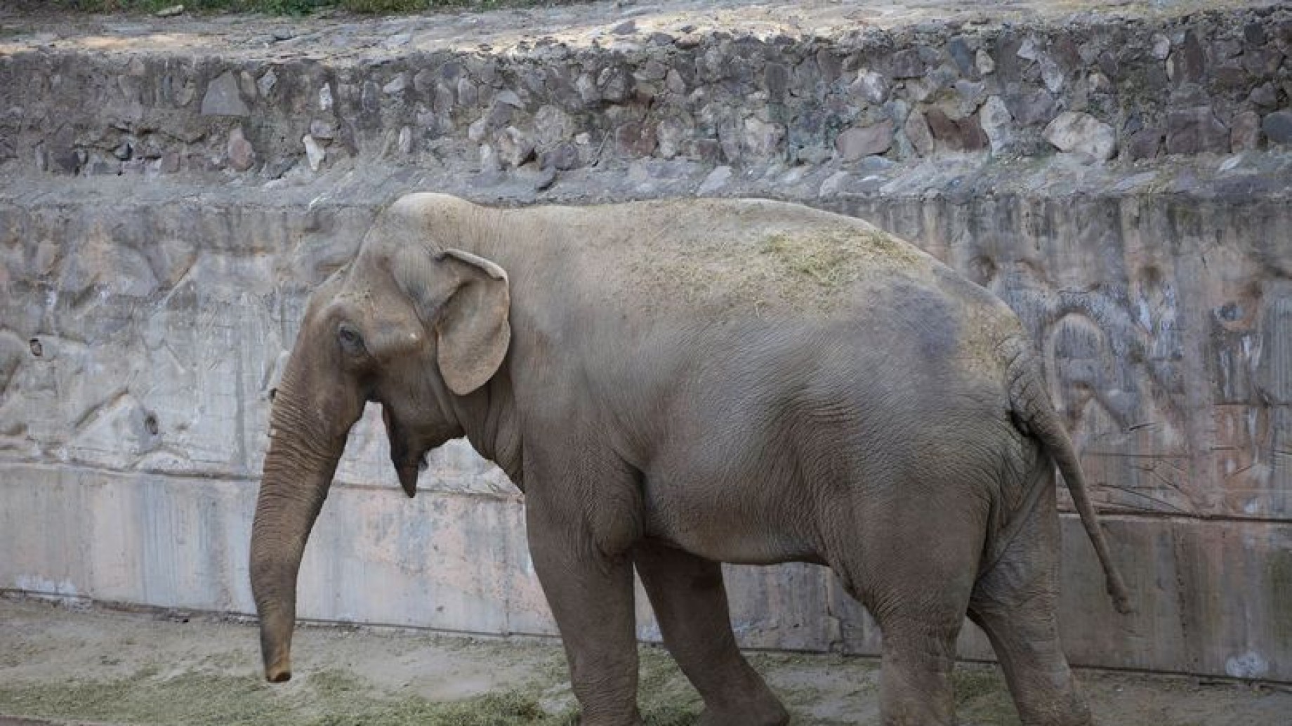 Tamy, el elefante "mendocino" al que Santiago Maratea quiere ayudar a llegar a un santuario en Brasil