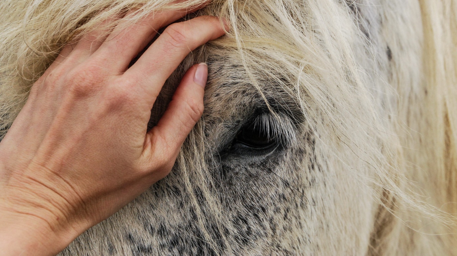 ¿Cuál es la diferencia entre vegano y cruelty free? Qué tenés que saber al leer una etiqueta