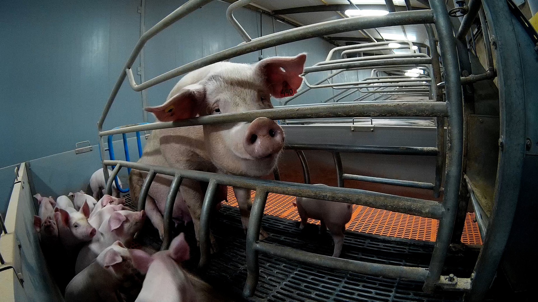 Igualdad Animal y las megagranjas porcinas: "Para esta industria los animales son mercancía"