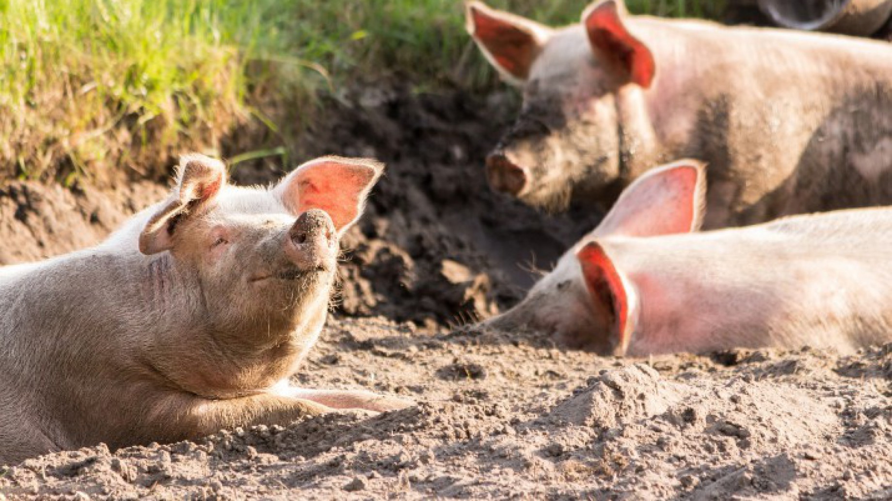 Granjas porcinas agroecológicas: la propuesta de la UTT ignorada por el Gobierno
