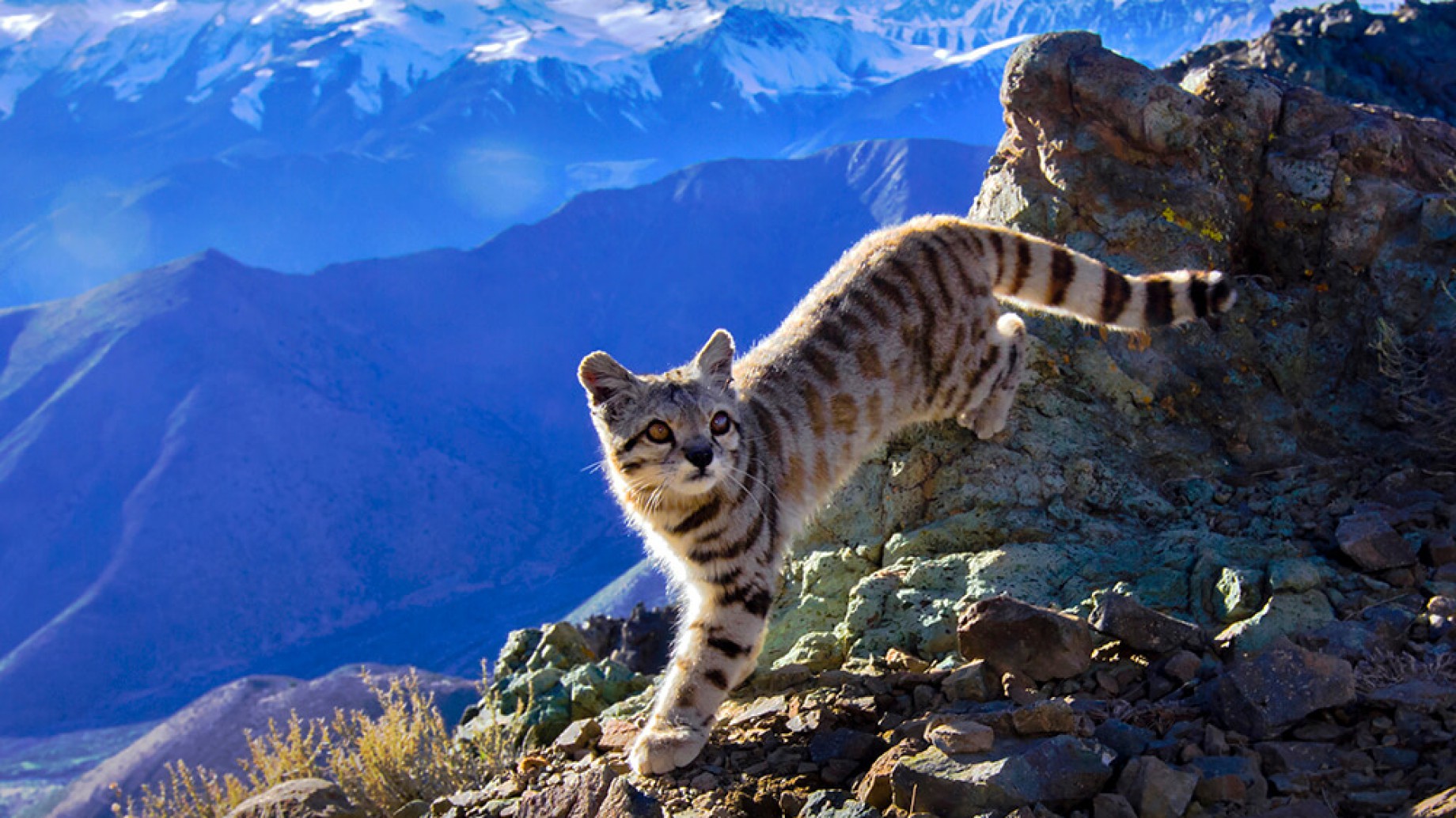 Manantiales: un Parque Nacional para la historia del Cruce de Los Andes