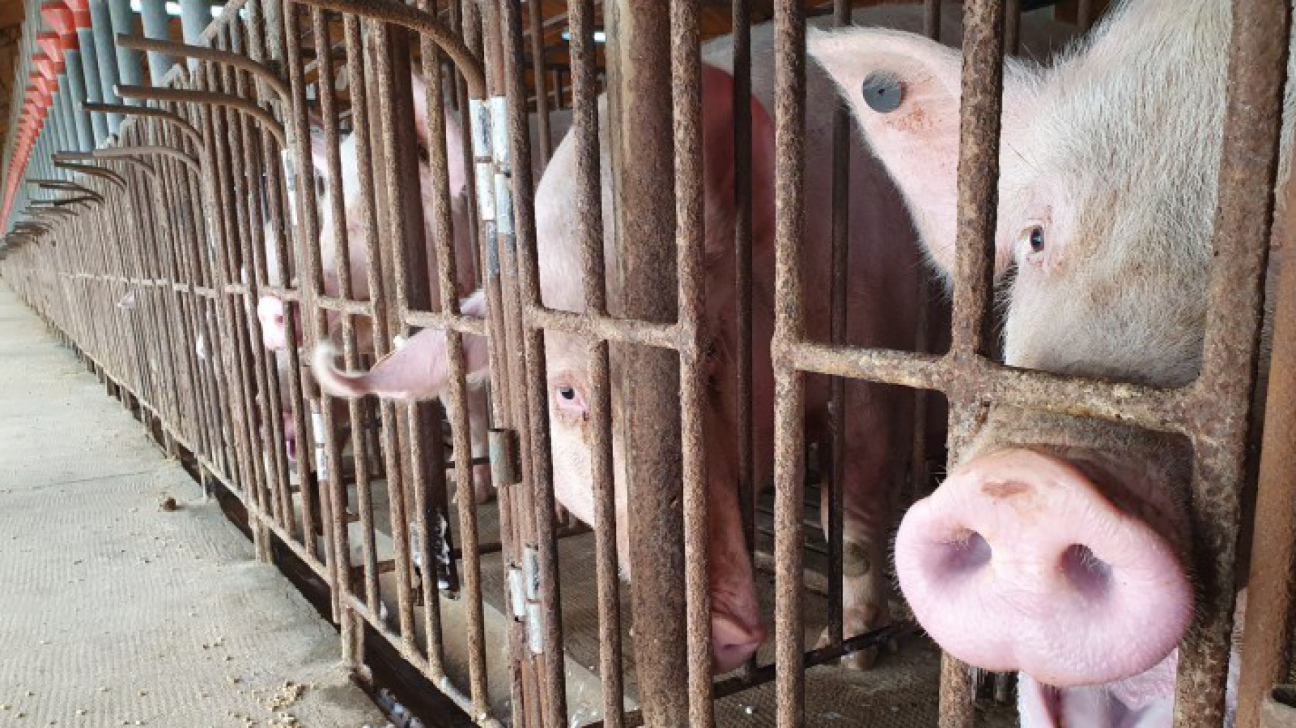 Megagranjas porcinas: la justicia chaqueña dio lugar a un amparo y el gobierno provincial deberá informar sobre el desarrollo de estos establecimientos