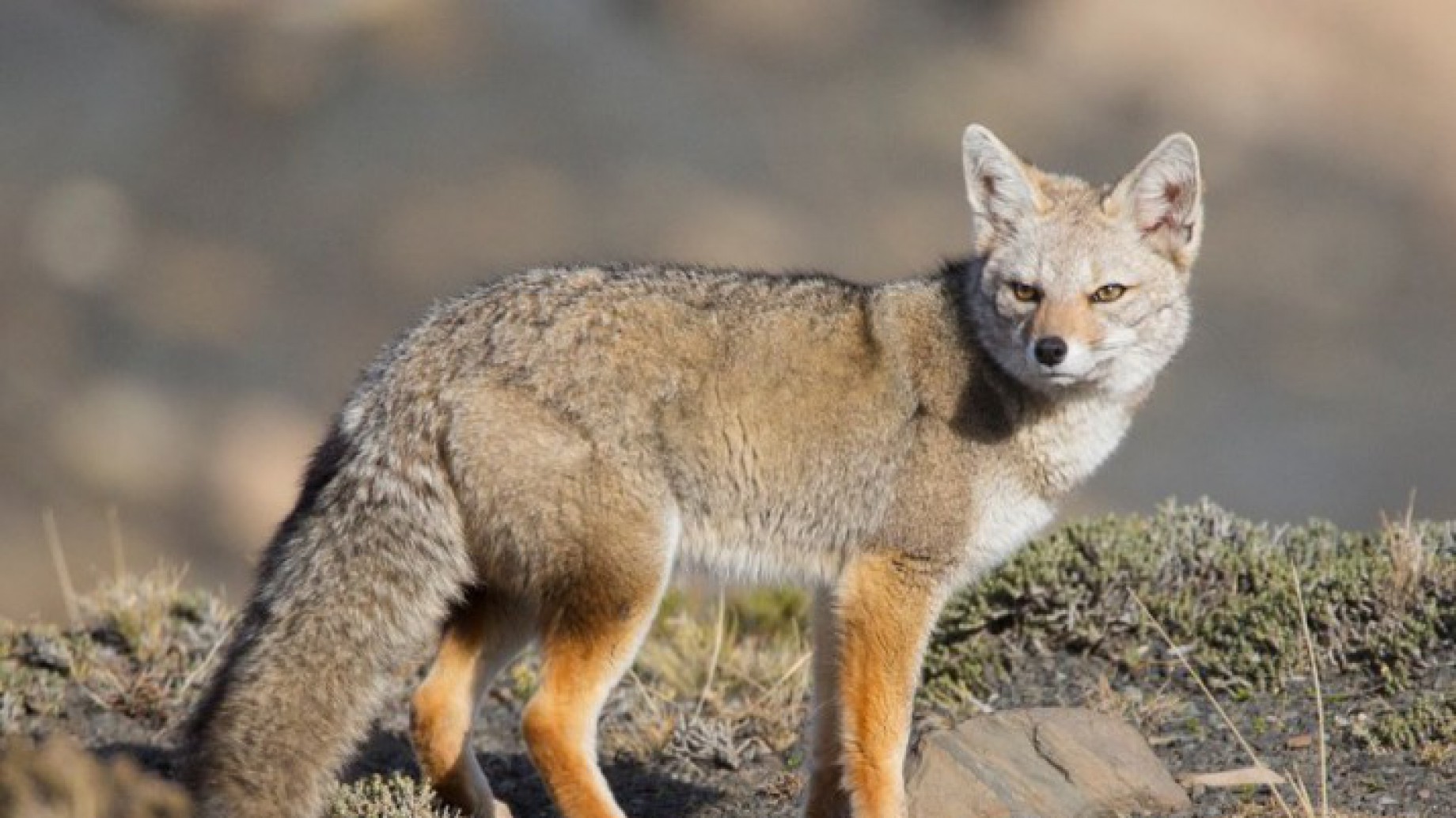 #LeyesQueAtrasan: distintas organizaciones le enviaron nuevamente una carta al gobernador de Chubut para que derogue la ley que premia cazar zorros y pumas