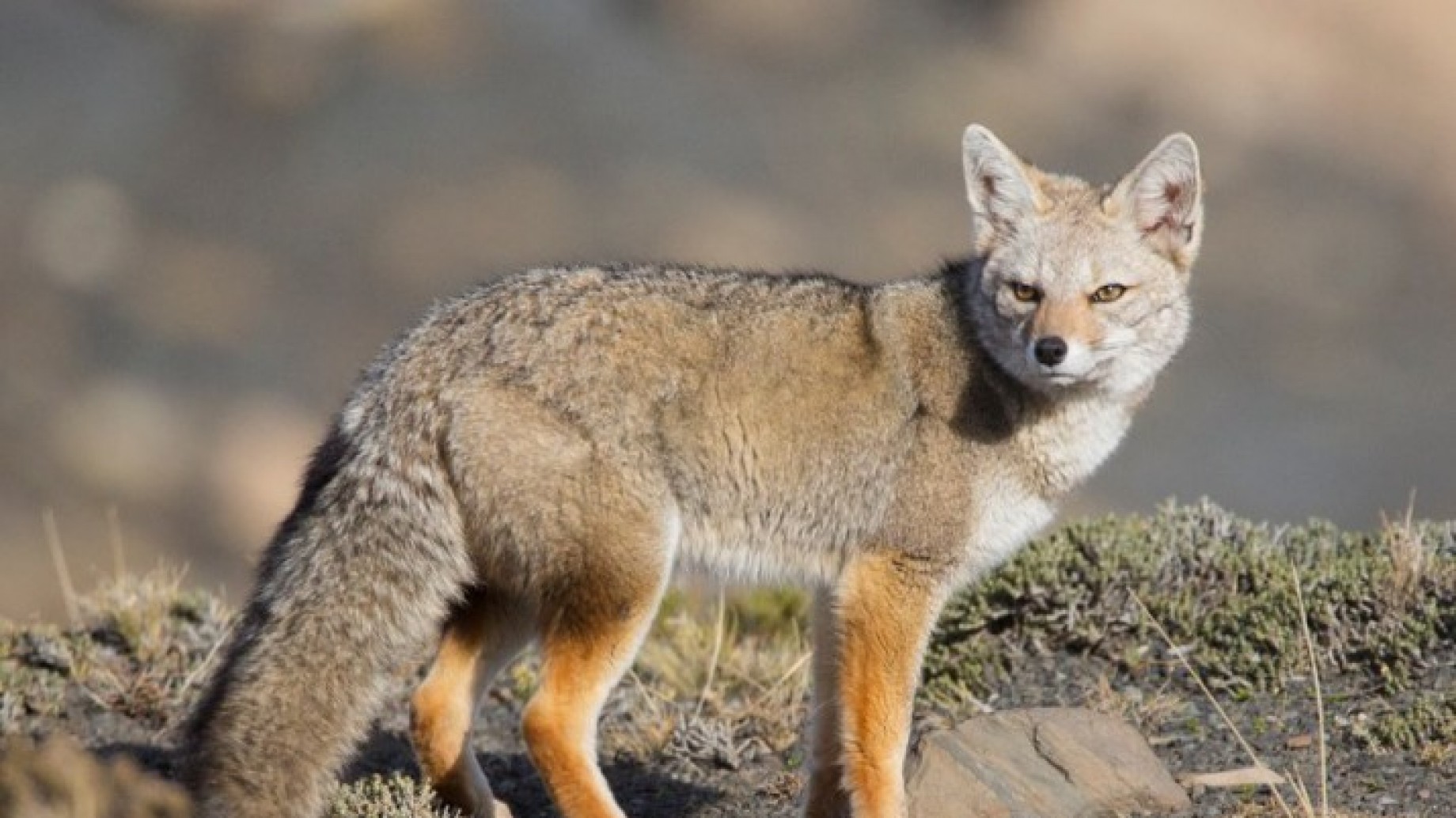 #LeyesQueAtrasan: distintas organizaciones le enviaron nuevamente una carta al gobernador de Chubut para que derogue la ley que premia cazar zorros y pumas