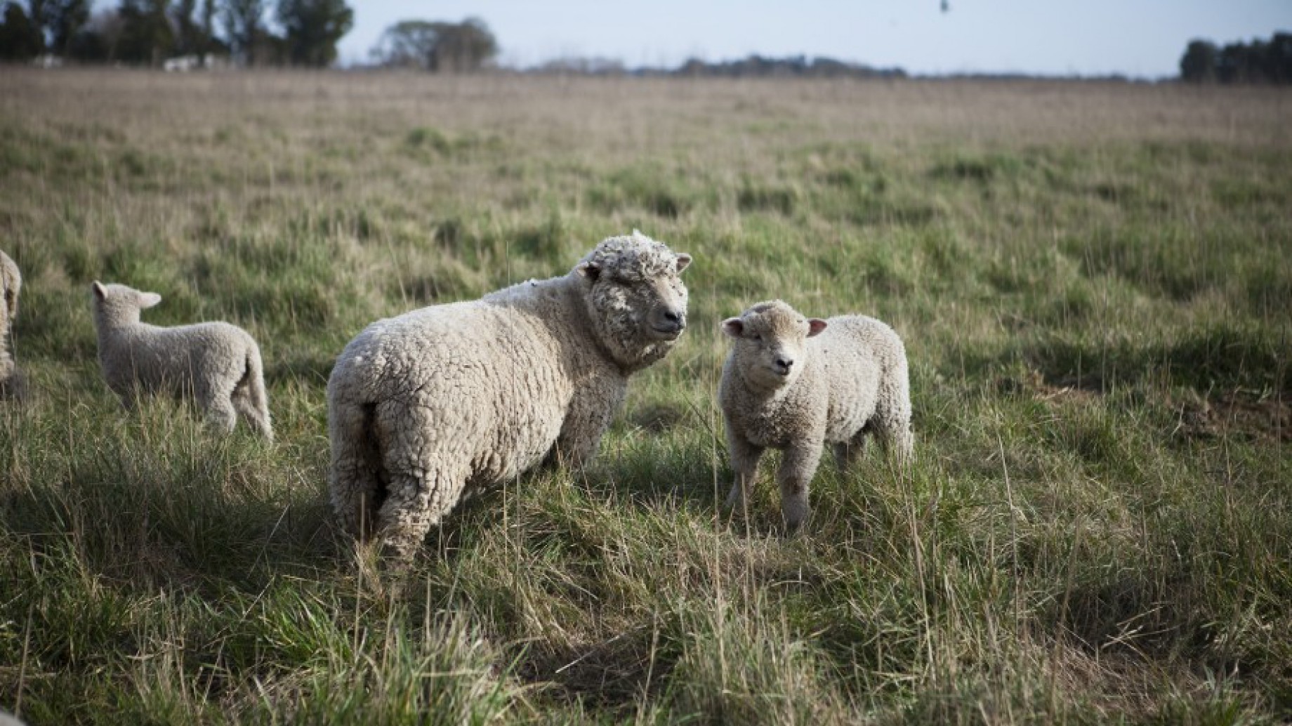 Según el subsecretario de Ganadería de la Nación "el impacto ambiental de la cría extensiva de corderos es neutro o bajo"