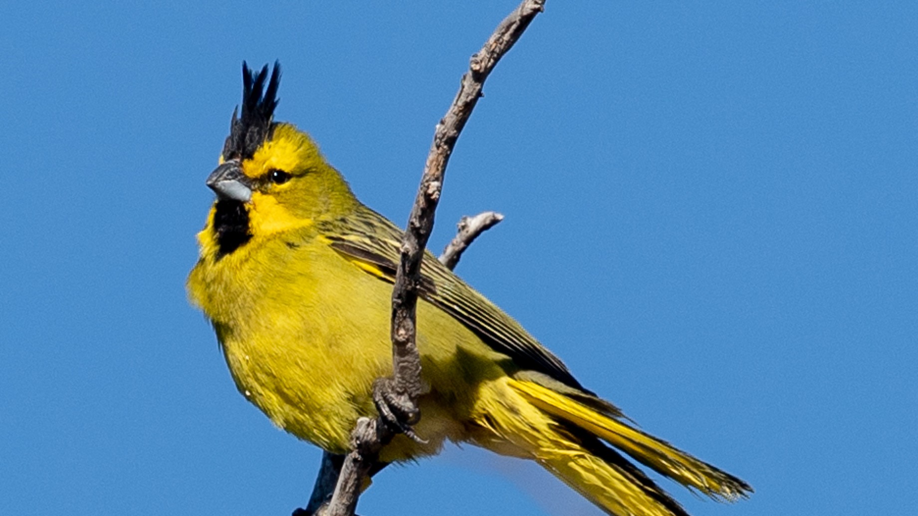 18 cardenales amarillos fueron liberados en su hábitat natural: ¿Cómo es el proceso de rescate, rehabilitación y reinserción?