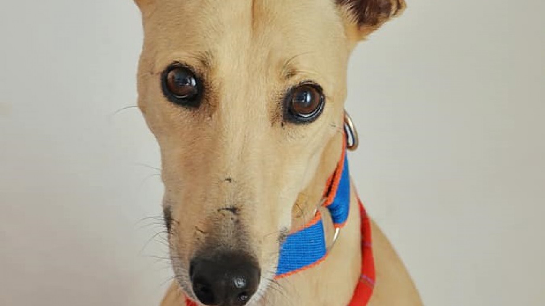 Adoptar un galgo es transformar violencia en amor, pero ¿qué medidas faltan para terminar con el maltrato?