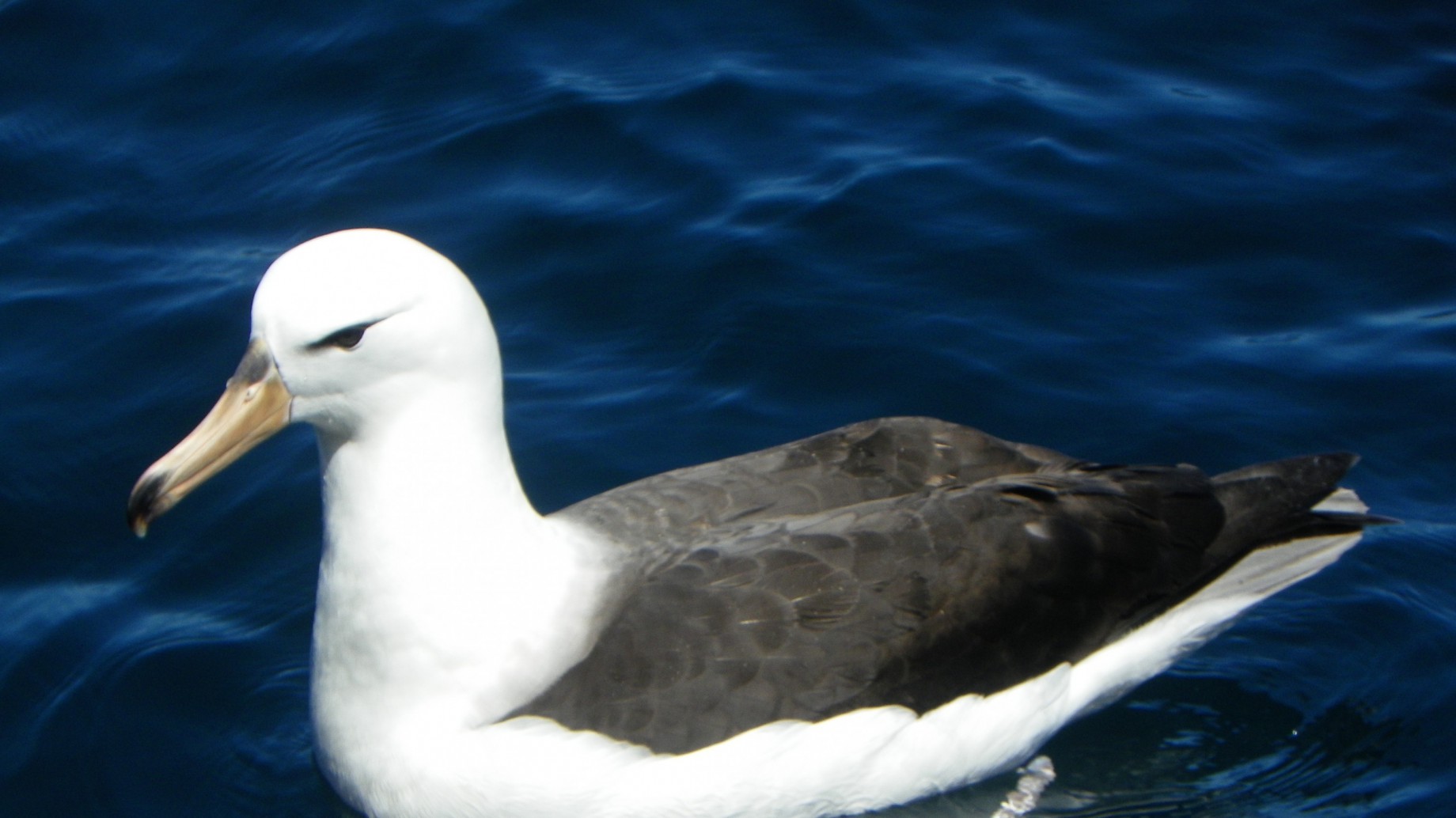 ¿Quién es el tripulante reconocido por Aves Argentinas por su labor para conservar albatros y petreles?
