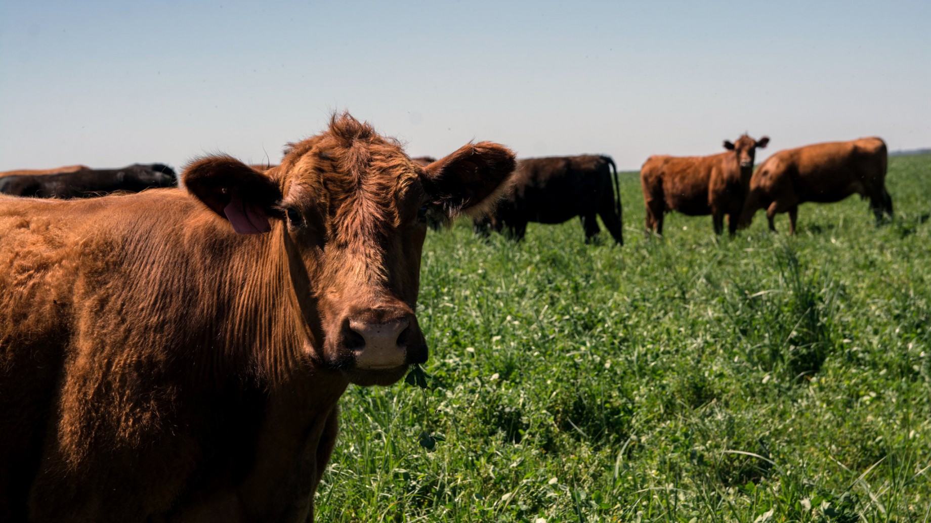 Abre la primera carnicería agroecológica del país a precios populares: "Esto puede llegar a todos los argentinos"