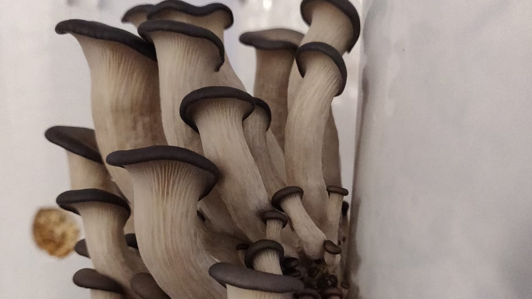 La magia de los hongos: son clave para la economía circular, super-alimentos y fuente de grandes beneficios medicinales