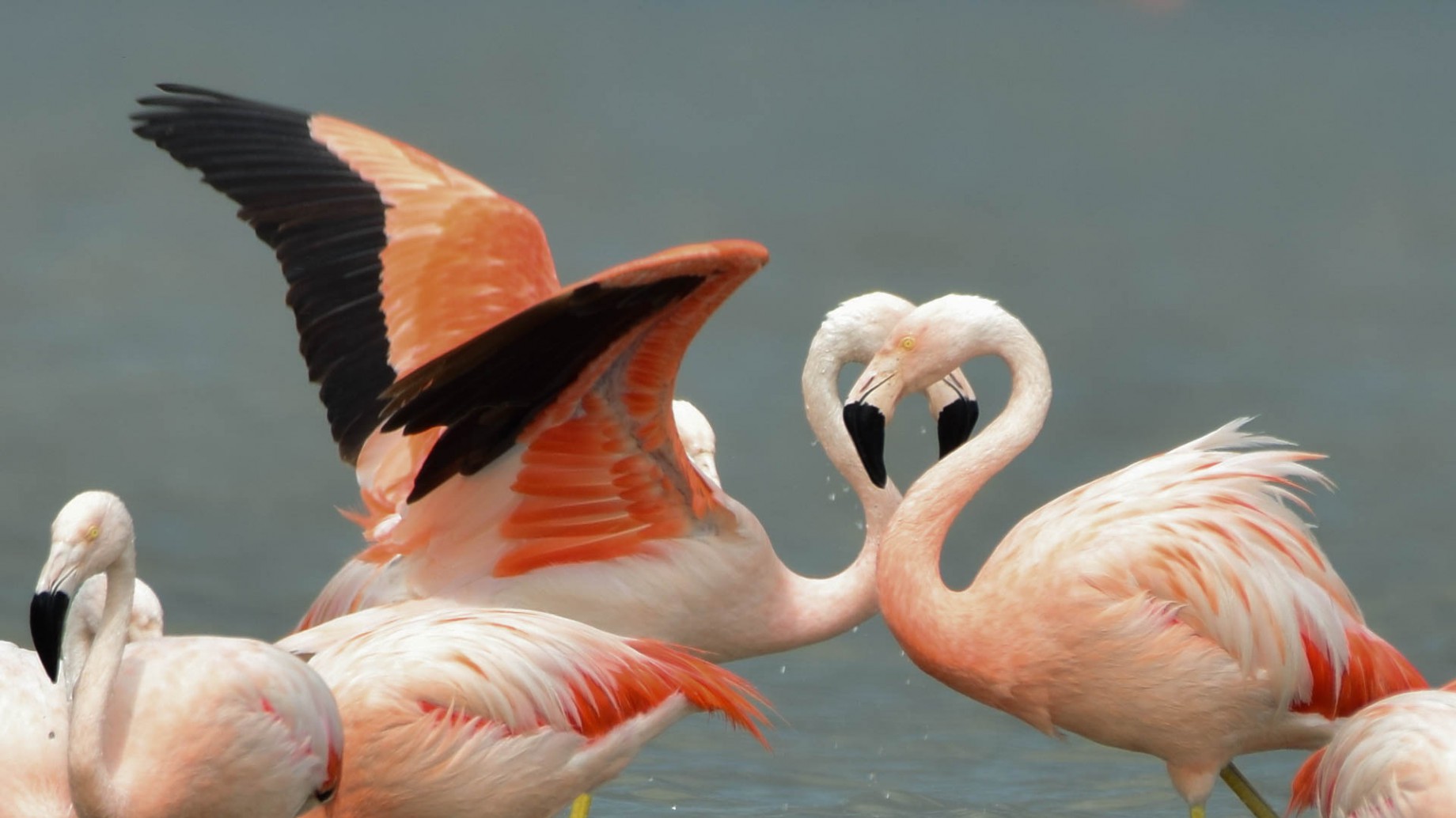 Parque y Reserva Nacional Ansenuza: ¿qué falta para su creación?