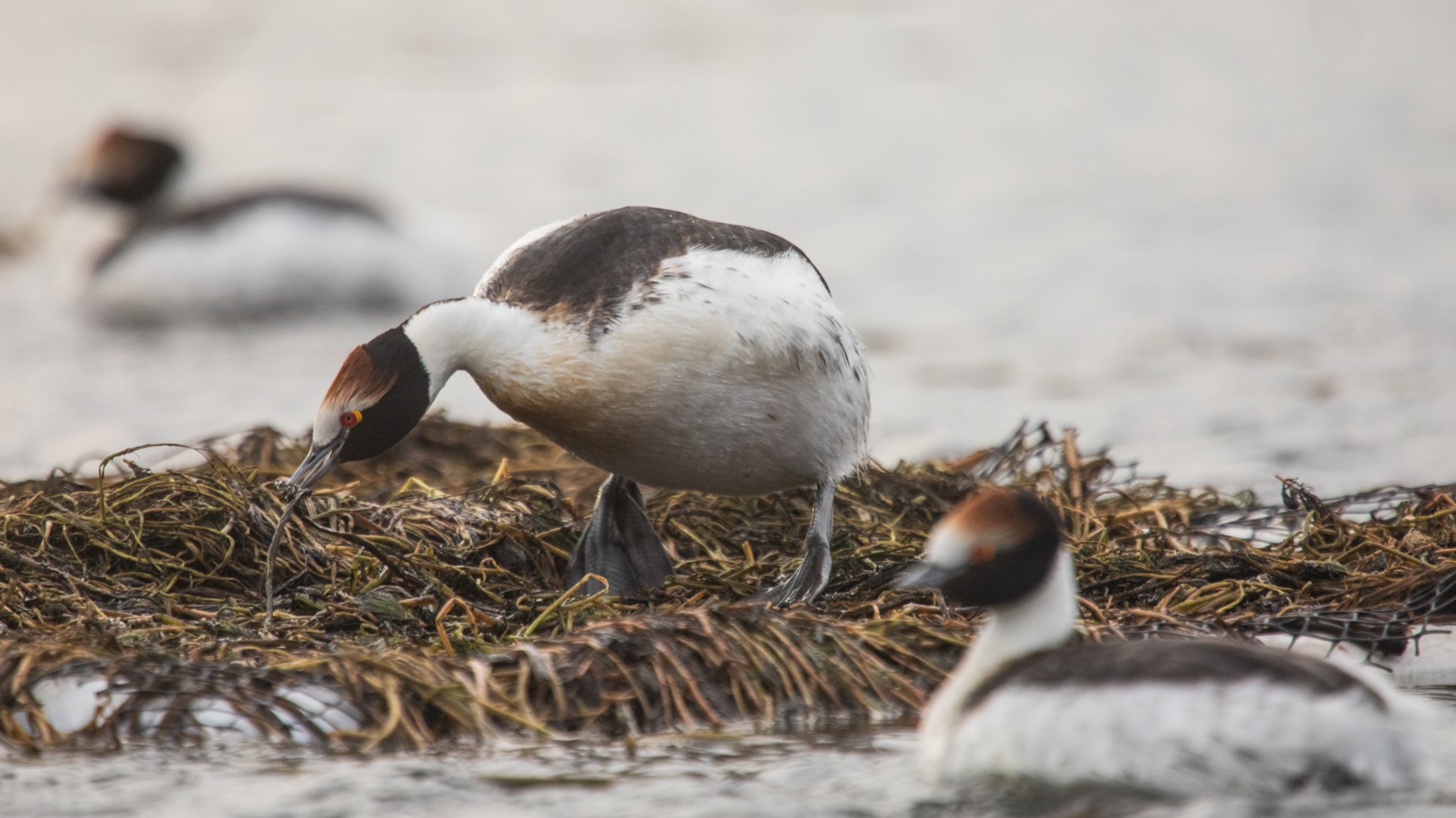 Así son las plataformas flotantes que ayudarán al Macá Tobiano a reproducirse tras tres años sin conseguirlo por una especie invasora