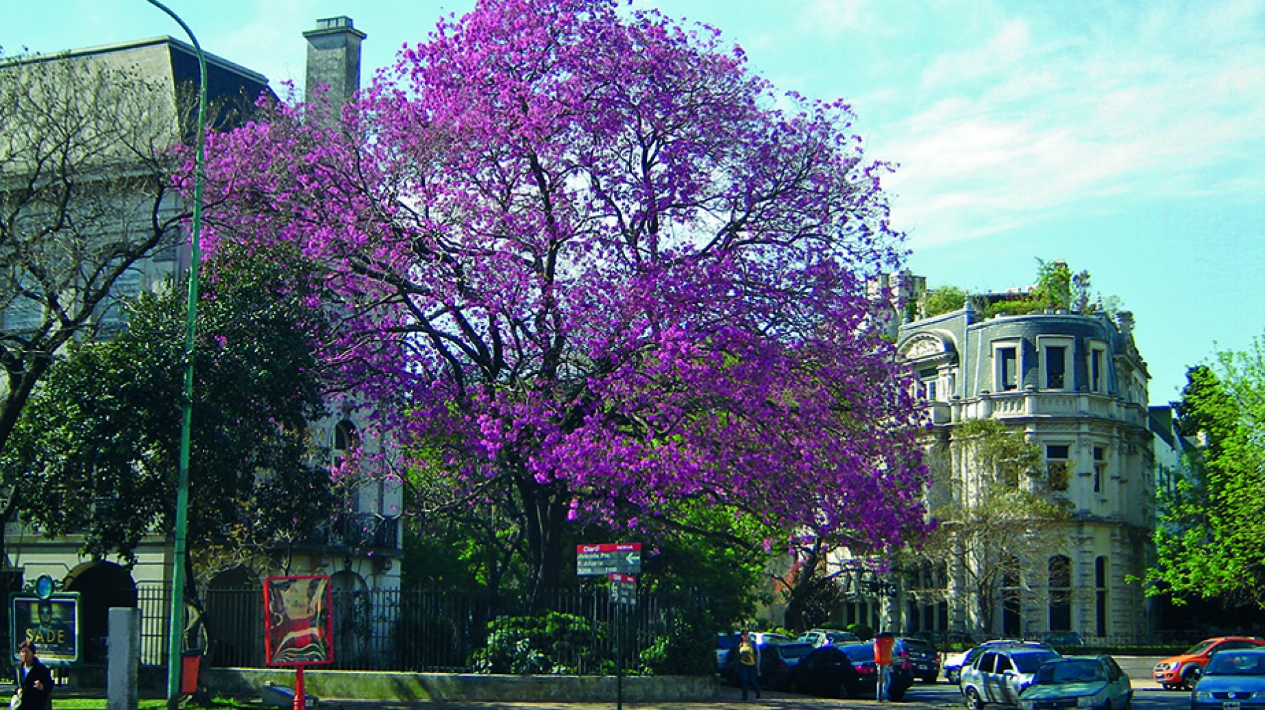 Islas de calor: los árboles pueden reducir las temperaturas urbanas hasta 12°C