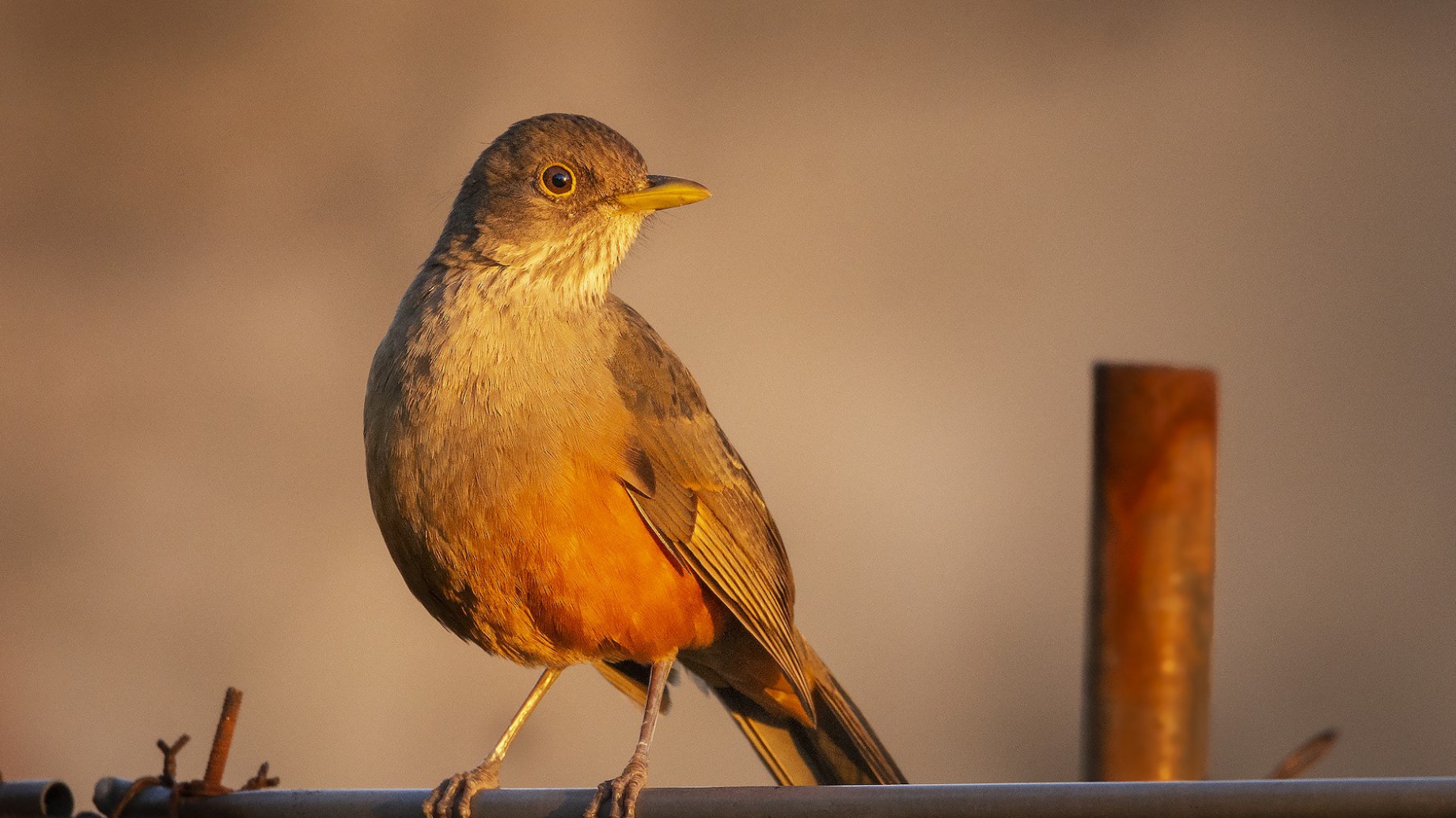 eBird Argentina invita a toda la comunidad a participar del "Conteo de Aves de Jardín" para poder proteger las distintas especies