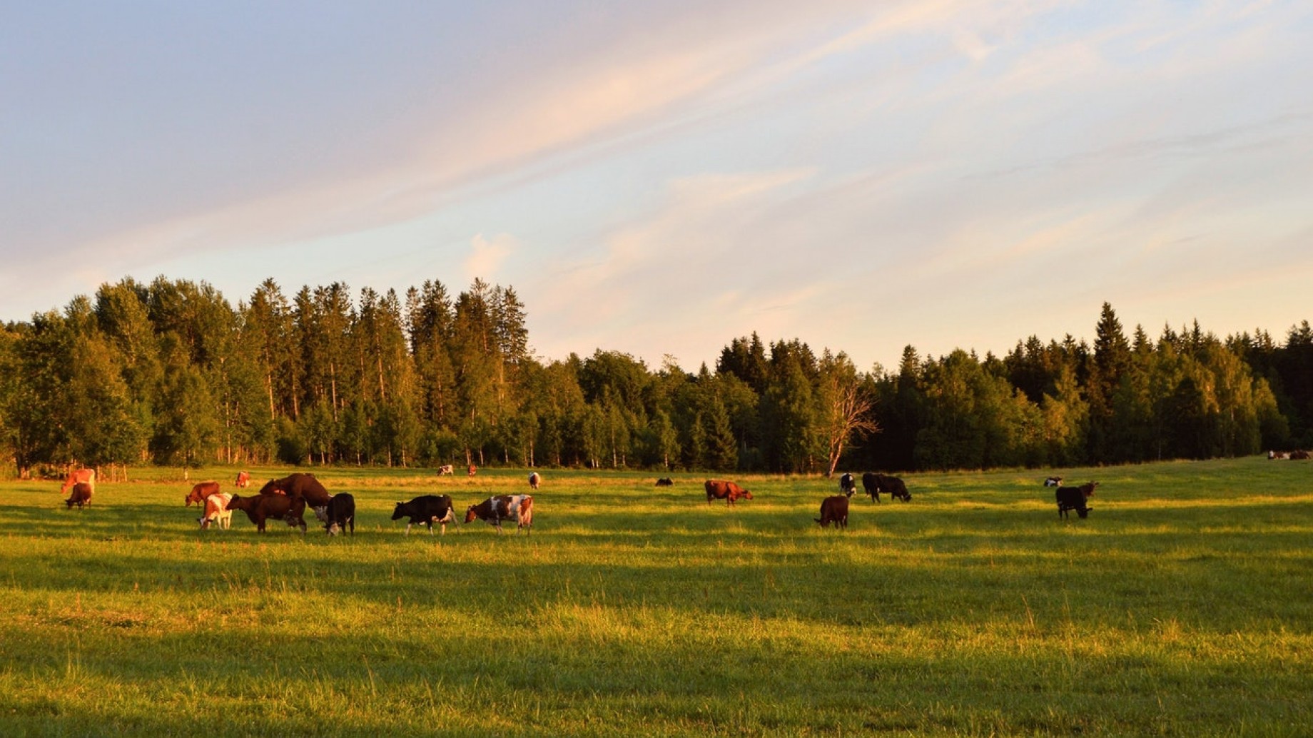 Argentina tiene su primer frigorífico con huella de carbono negativa