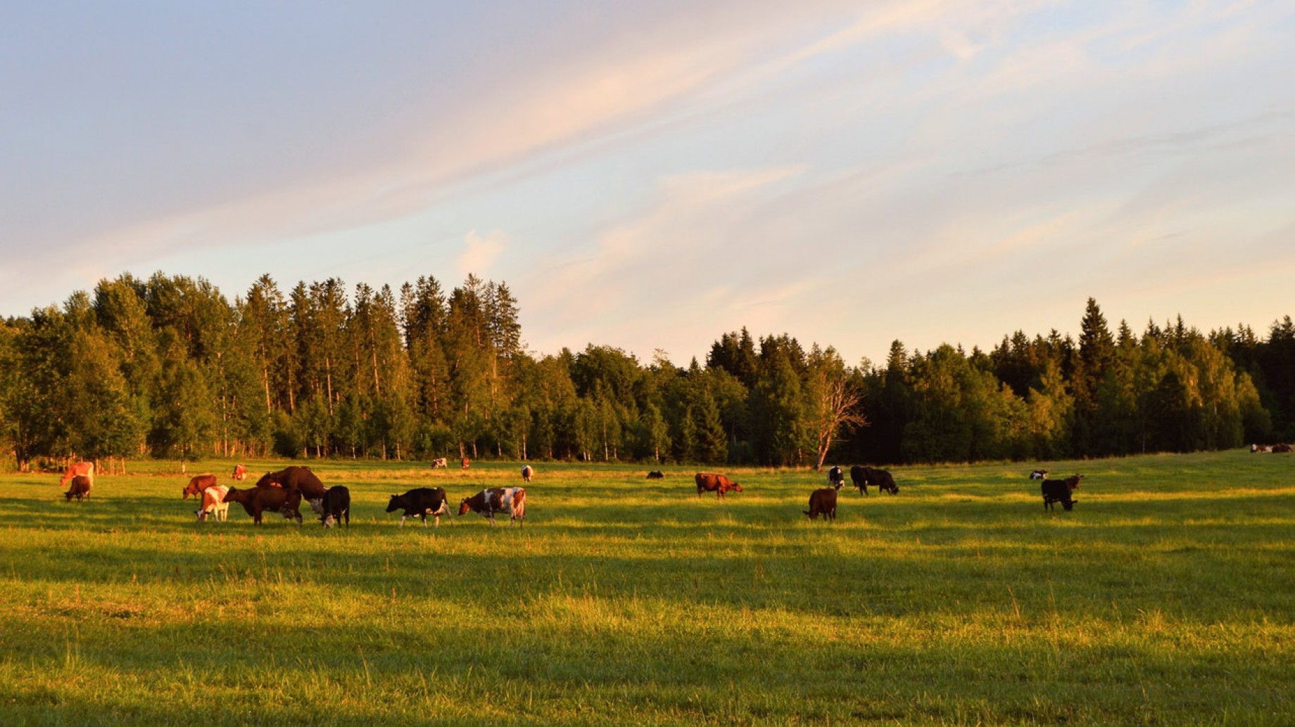 Argentina tiene su primer frigorífico con huella de carbono negativa