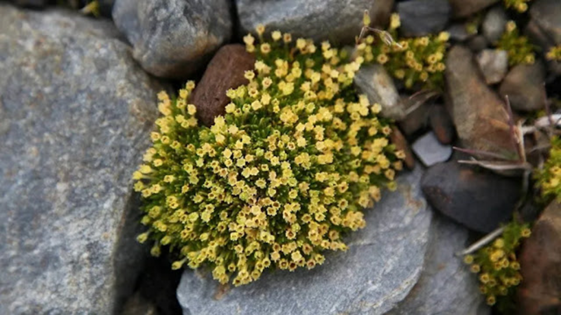 ¿La Antártida ante un punto de inflexión?: alerta por el crecimiento de su flora autóctona