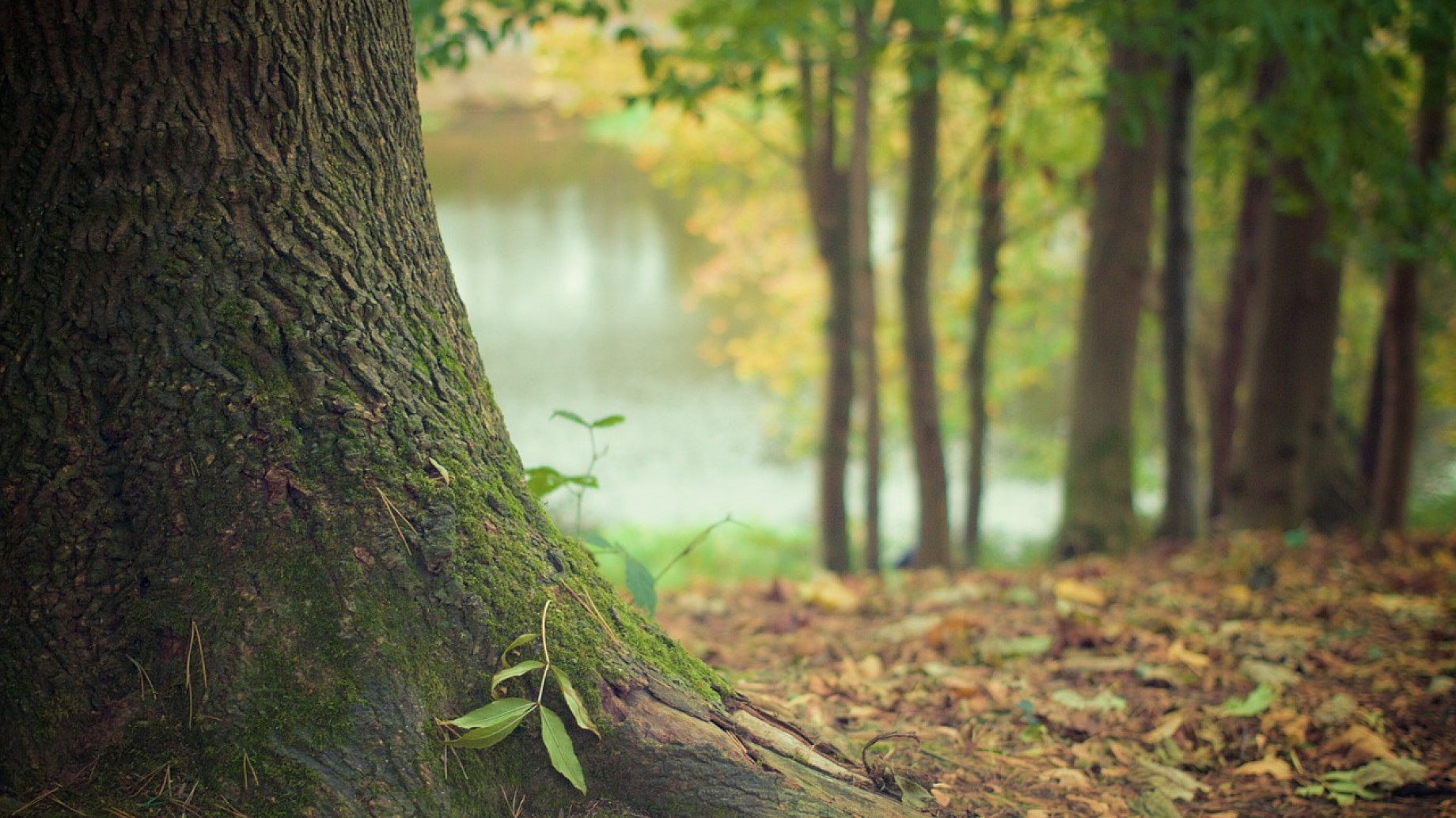 Argentina en deuda con sus bosques: qué hacer para conservarlos