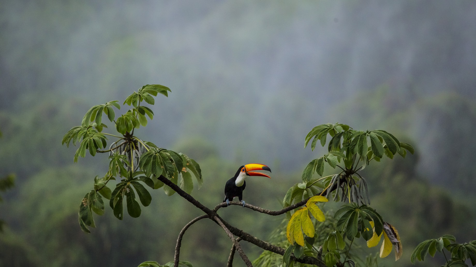 Lanzan la Campaña "ConservAR 30x30" que propone proteger el 30% del planeta