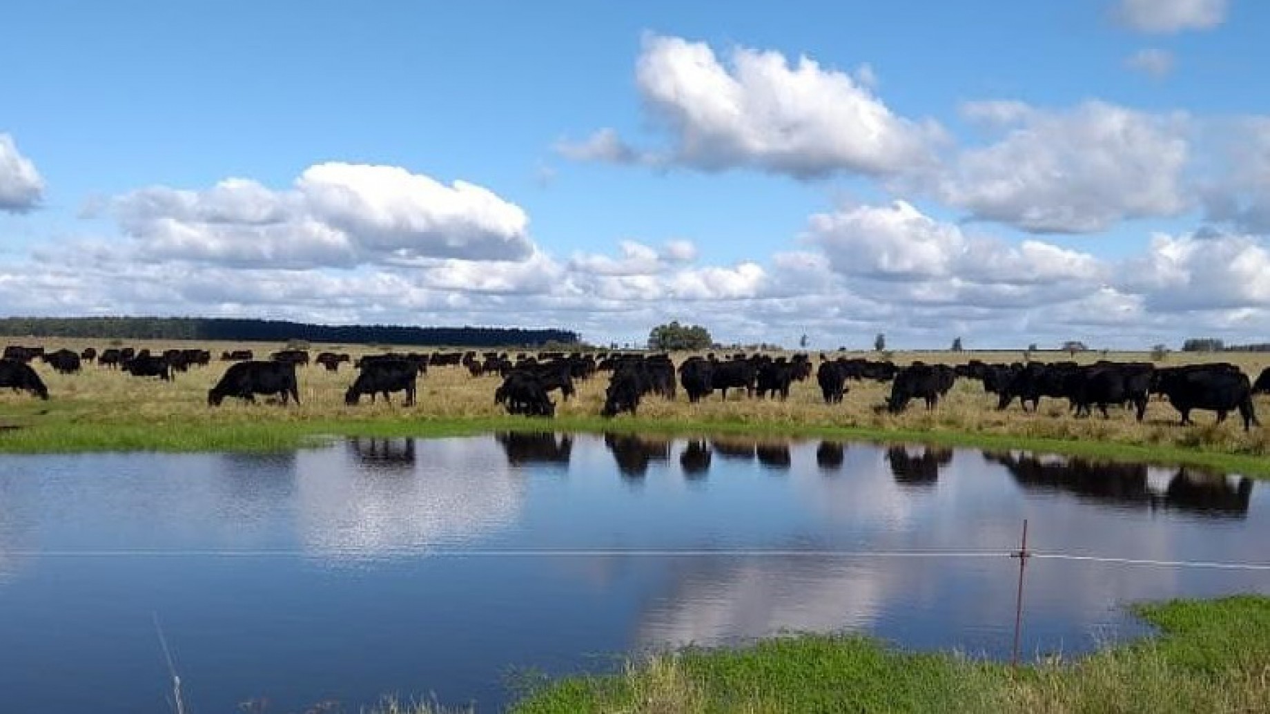La Banca Ética acordó con Grassfed Argentina para impulsar la ganadería regenerativa