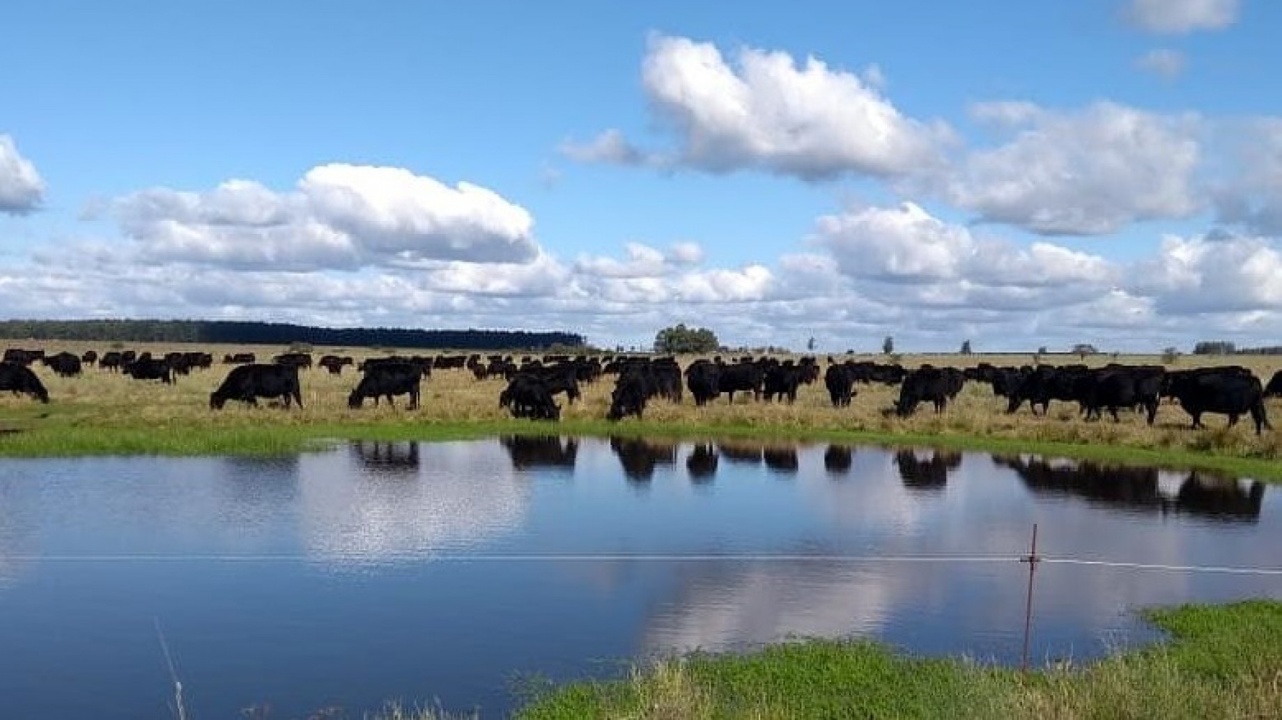 La Banca Ética acordó con Grassfed Argentina para impulsar la ganadería regenerativa