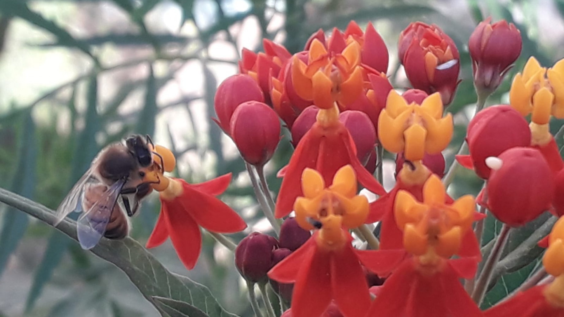 Vida en medio del cemento: inauguraron la huerta agroecológica La Margarita II, el Bar Saludable y el Jardín de Mariposas en el patio de Nutrición de la UBA
