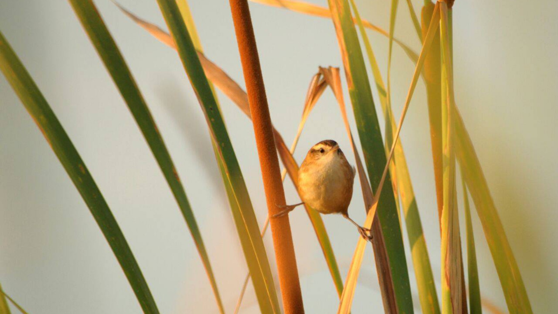 Construcción colectiva del conocimiento: la estrategia de Natura Argentina en los bañados del Río Dulce