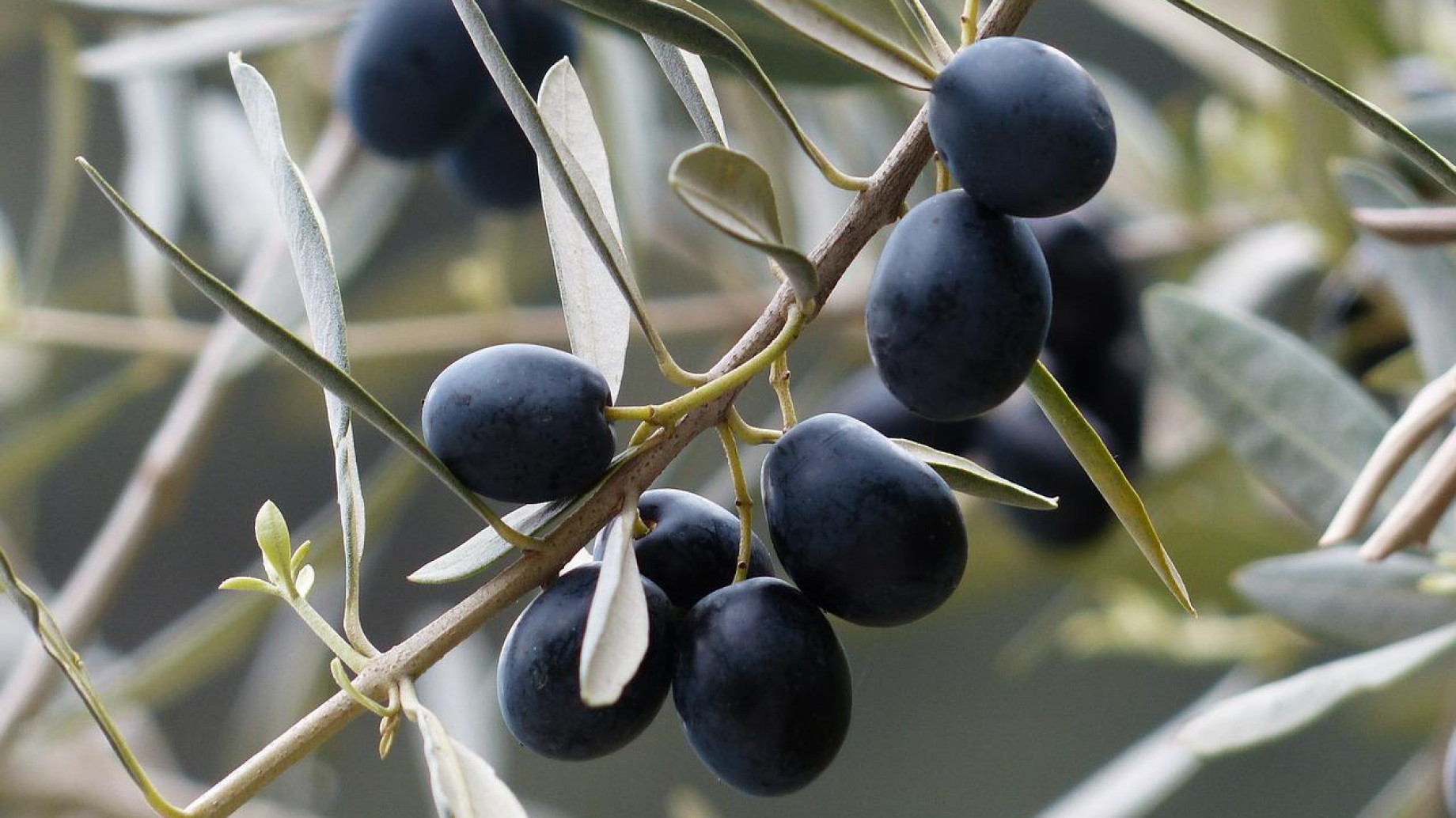 Creció la producción orgánica en Argentina, pero la mayor parte se exporta