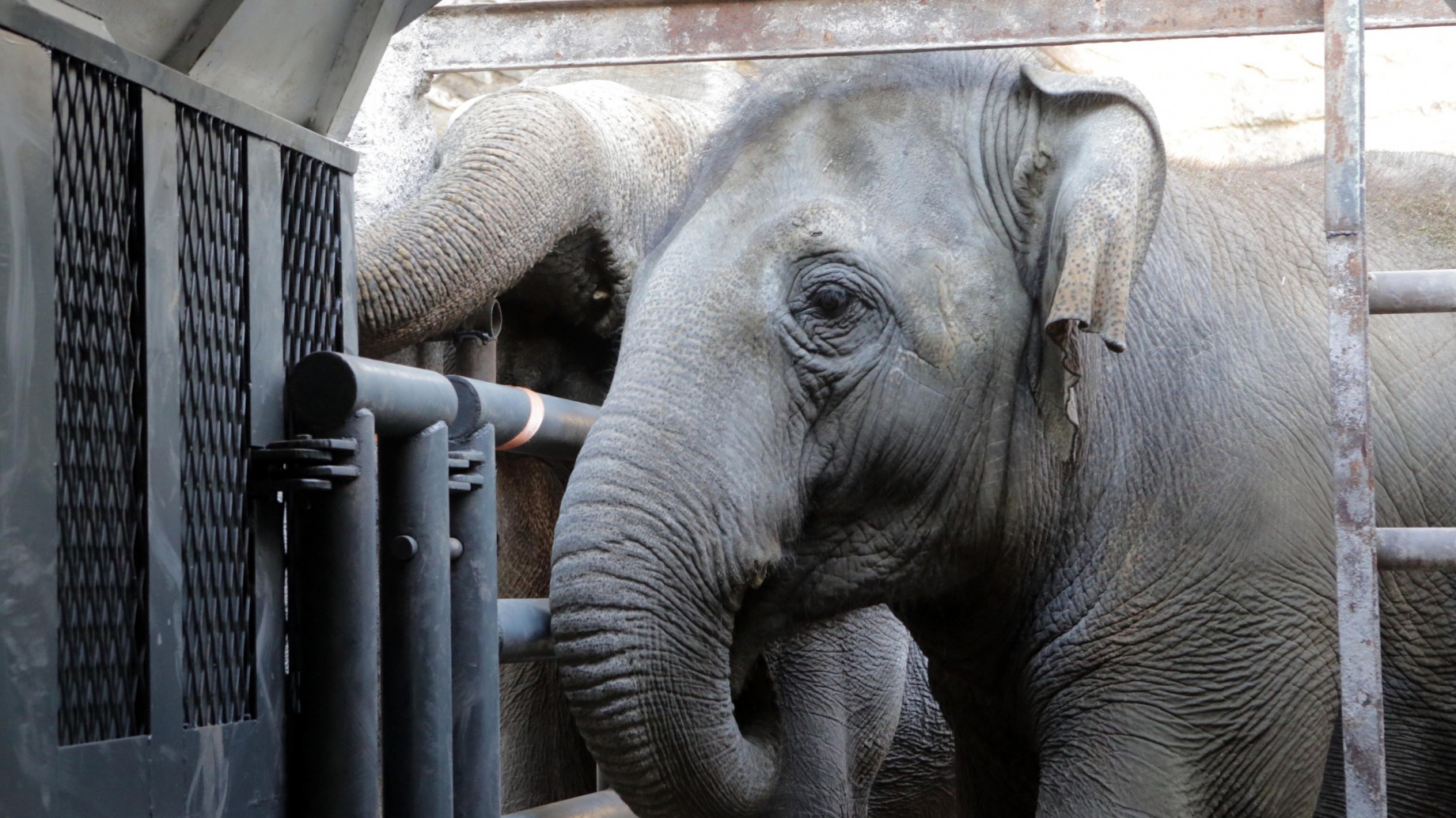 Tras una larga espera, las elefantas Pocha y Guillermina llegaron al santuario de Brasil