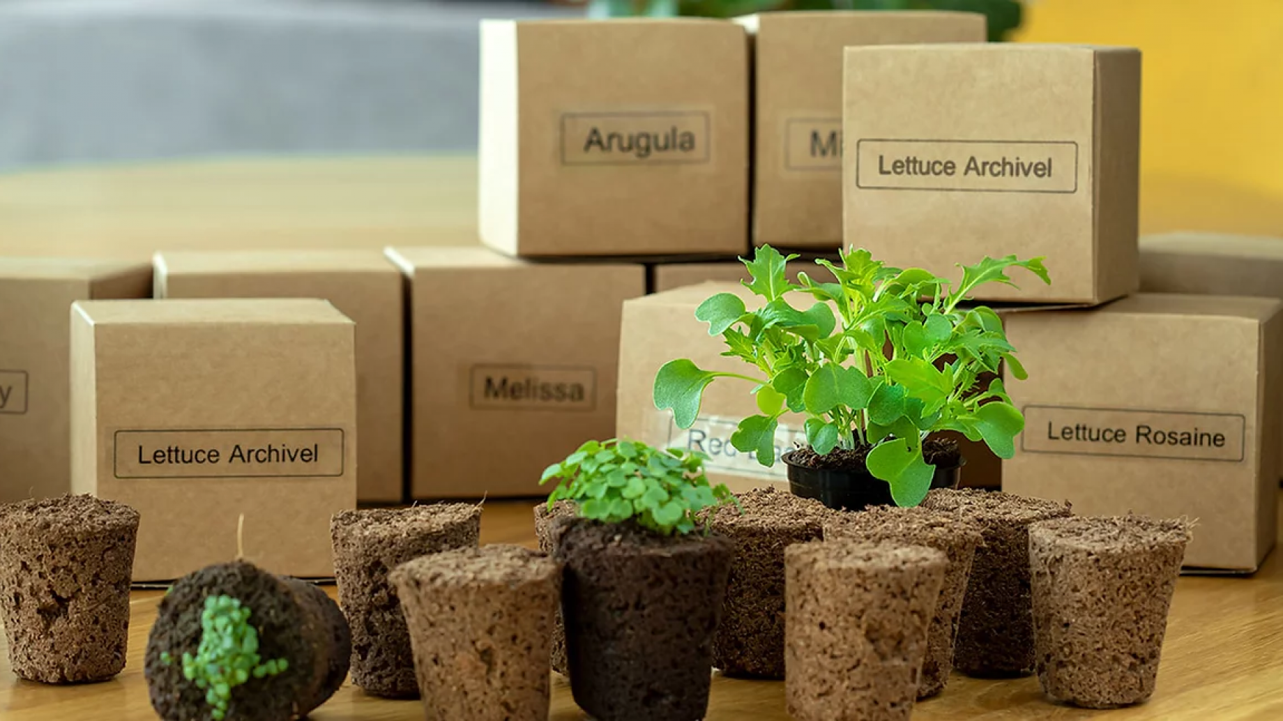 En Galilea, Agwa Farm inventó una máquina tipo "Nespresso" para cultivar vegetales en casa