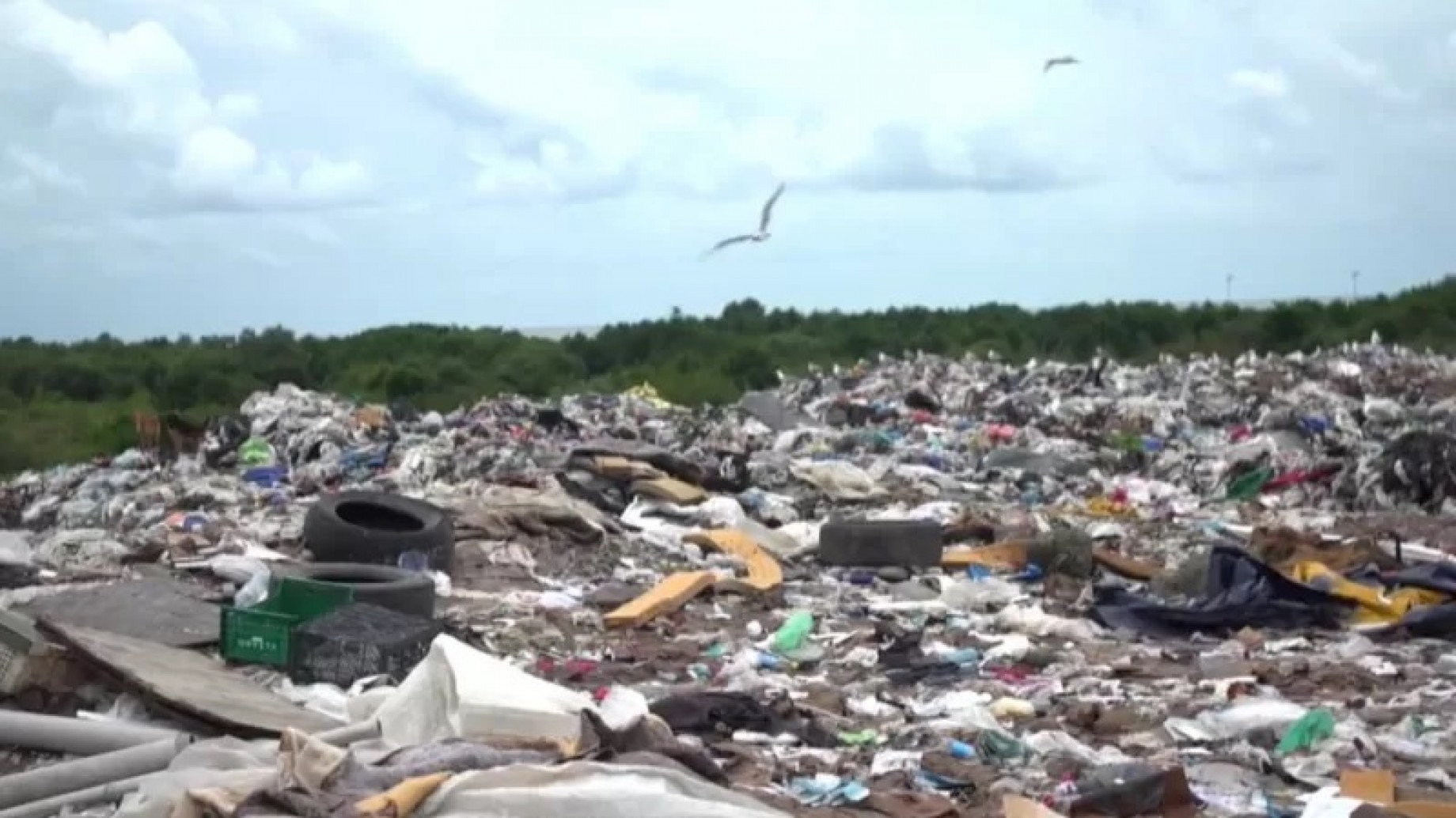Especies del Mar Negro, el más contaminado de Europa, agonizan en medio de la guerra de Ucrania