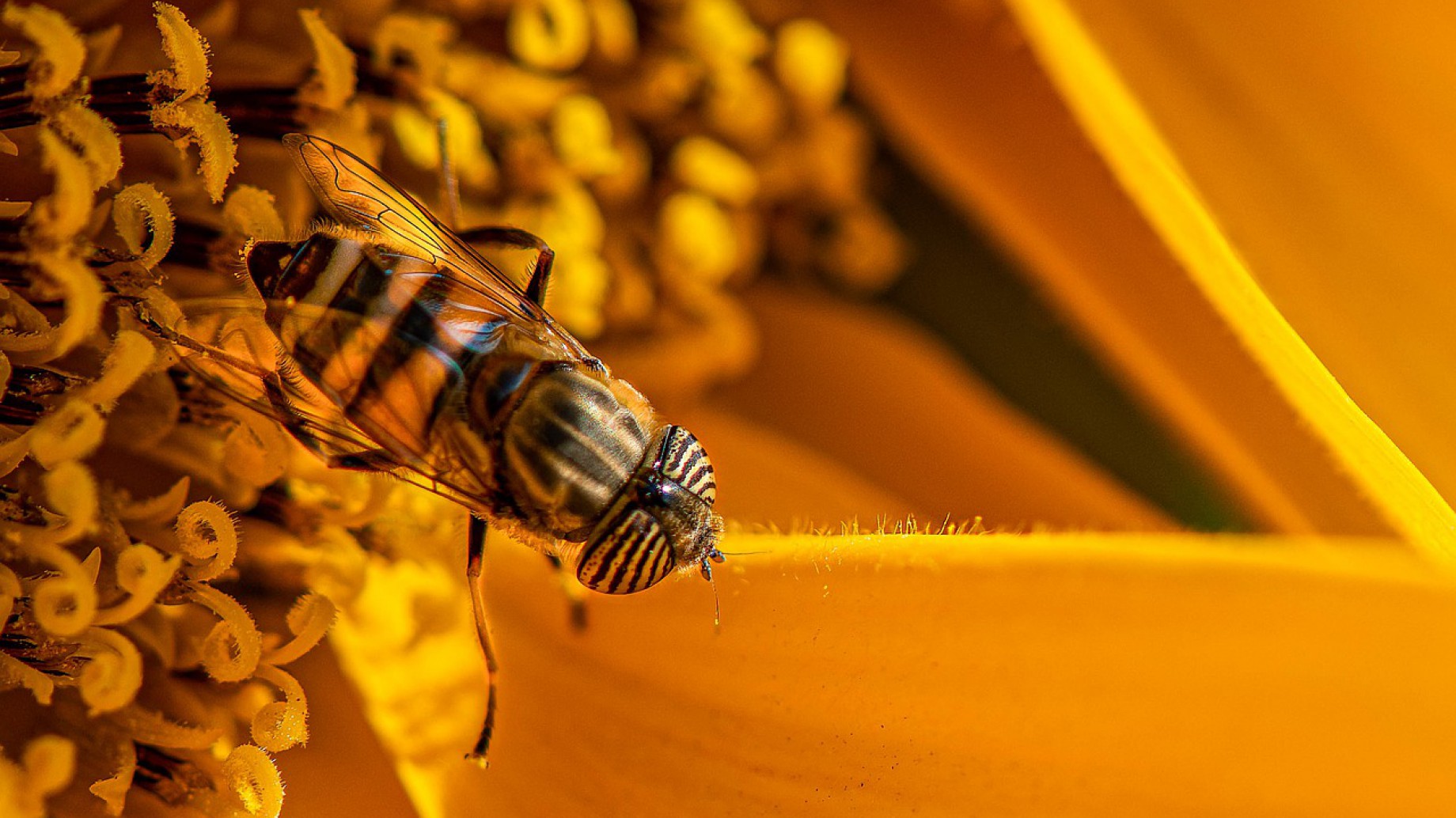En el día de las abejas, 5 charlas para comprender por qué son cruciales para la Tierra