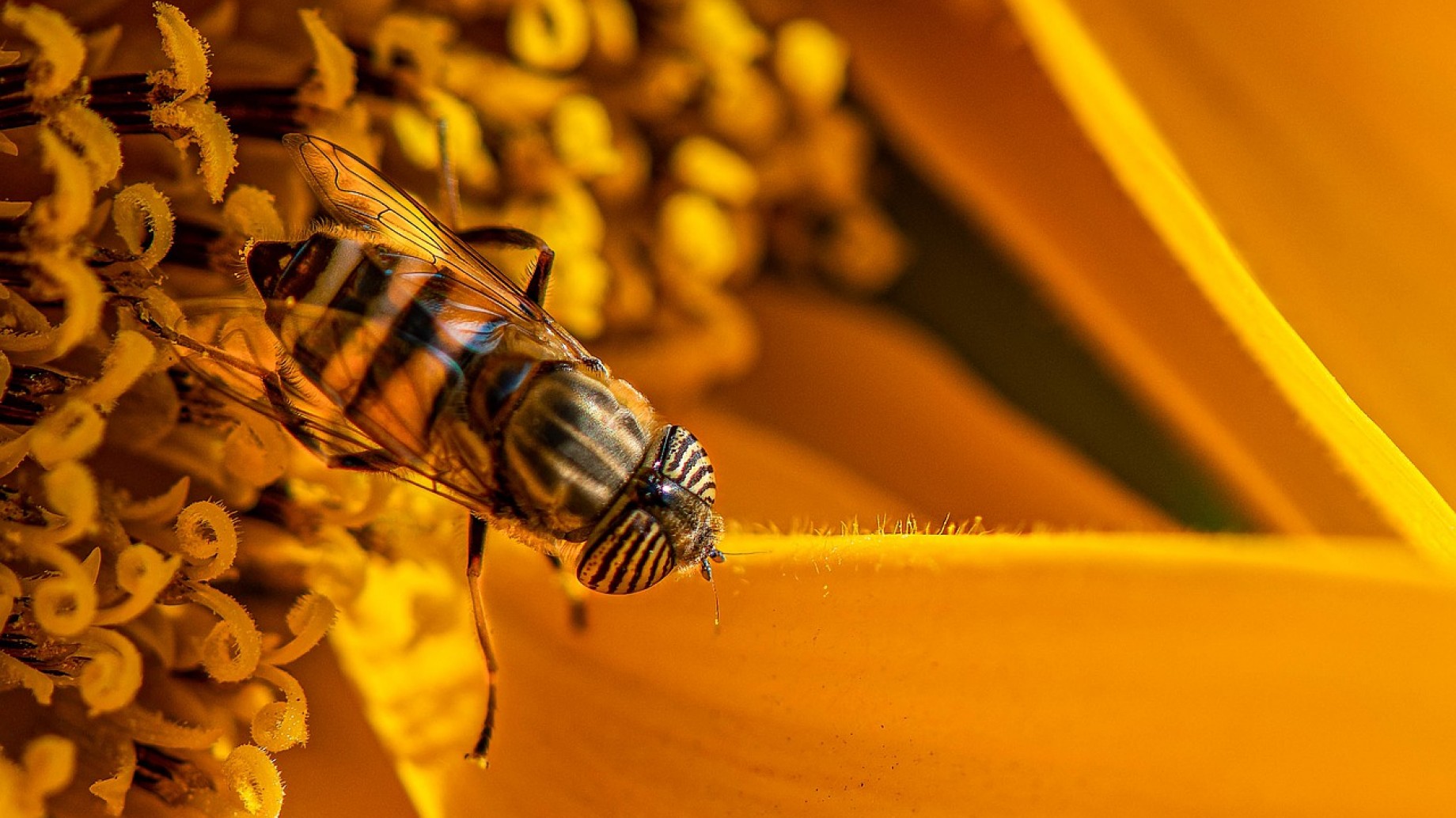 En el día de las abejas, 5 charlas para comprender por qué son cruciales para la Tierra