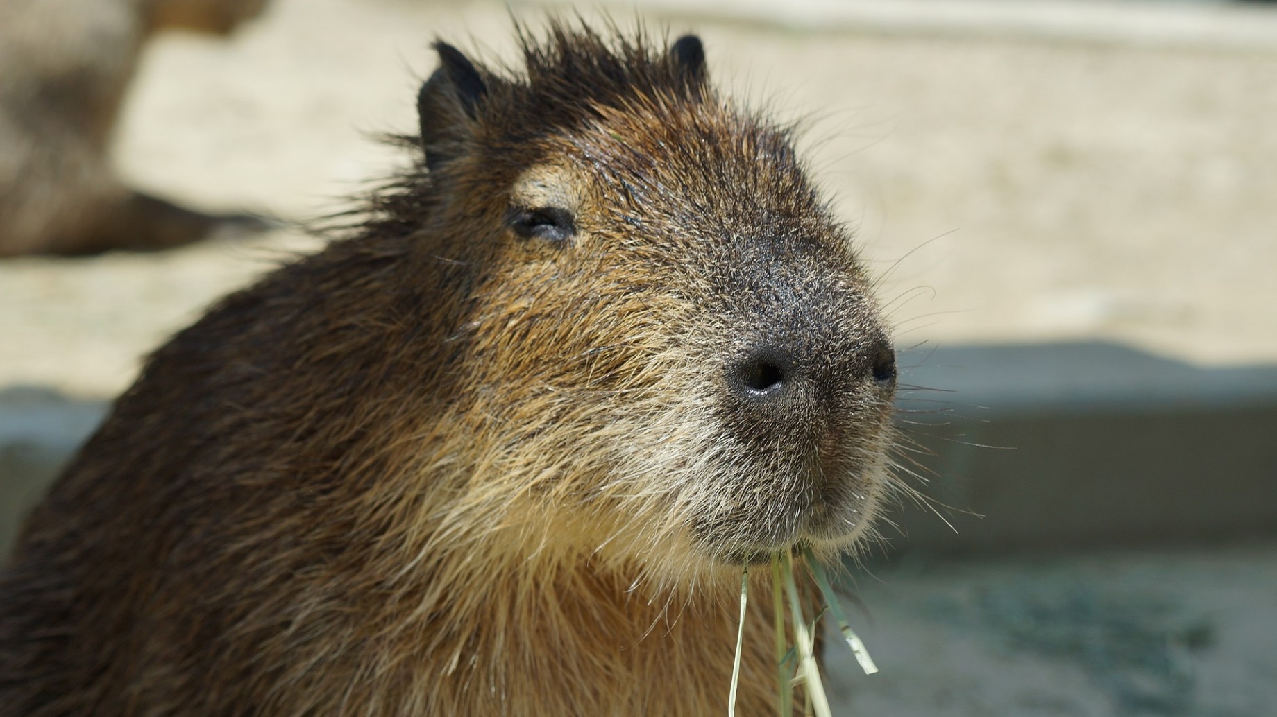 Marcha atrás: Corrientes anuló la caza de carpinchos, una especie afectada por los incendios