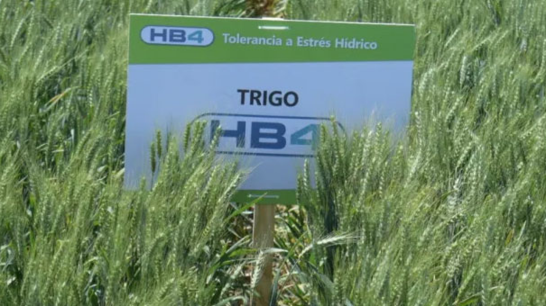 Nueva grieta por la comercialización del trigo transgénico: "orgullo nacional" vs deterioro ambiental y productivo