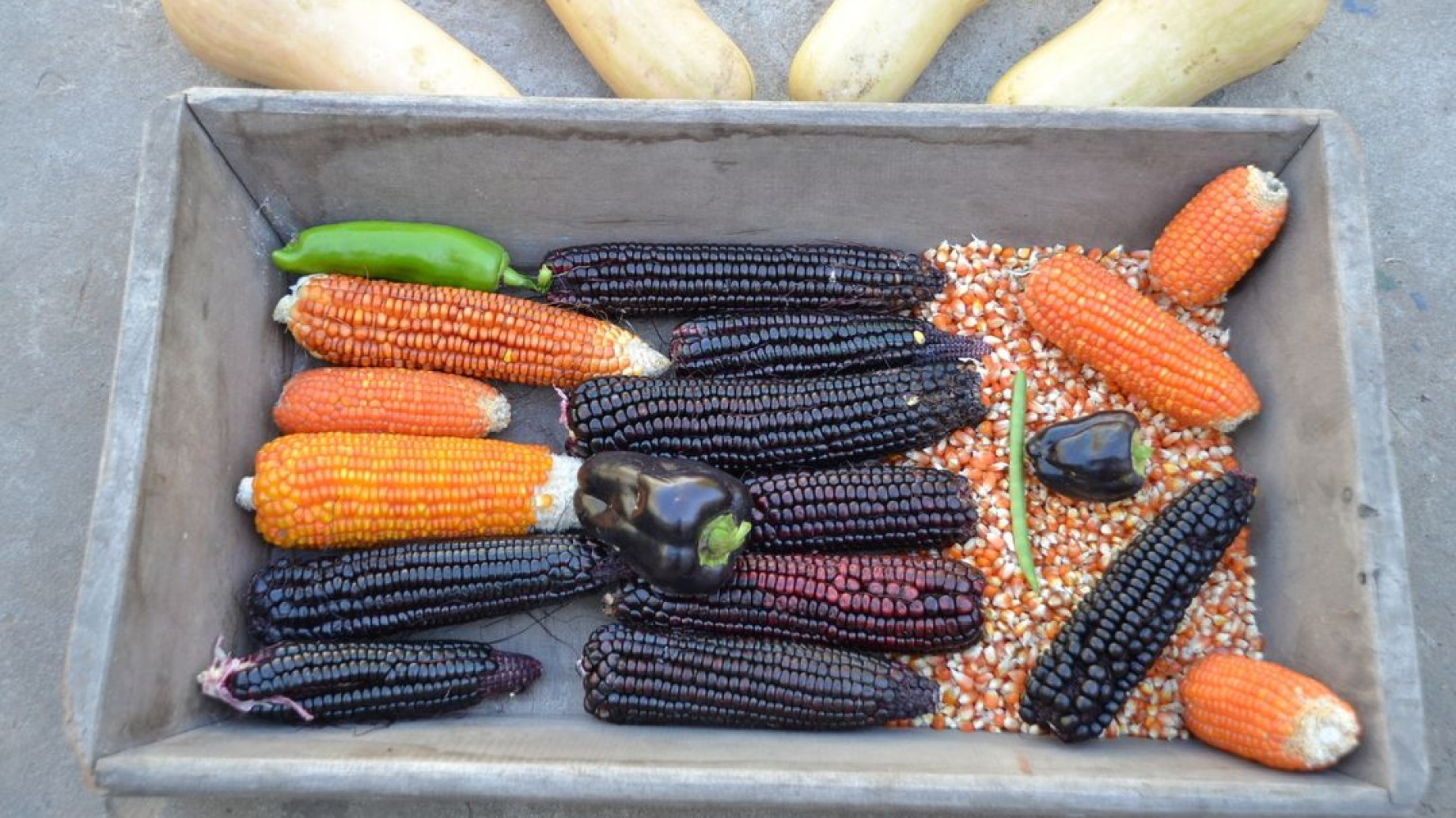 Alternativas al trigo transgénico: dónde conseguir harinas y alimentos orgánicos y agroecológicos