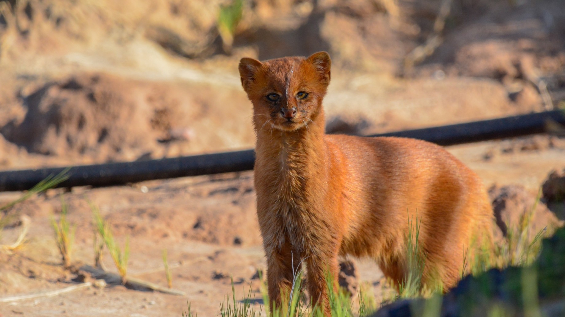 Se terminó la espera: ¡Aprobaron la creación del Parque Nacional Ansenuza!