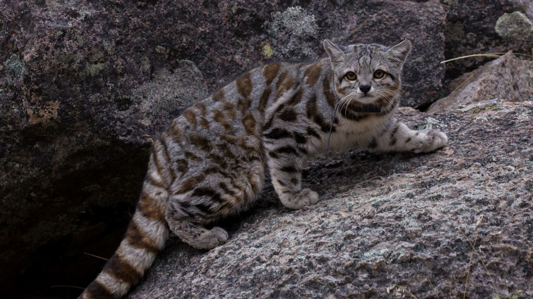 Se confirmó la presencia del enigmático gato andino en las montañas de Uspallata