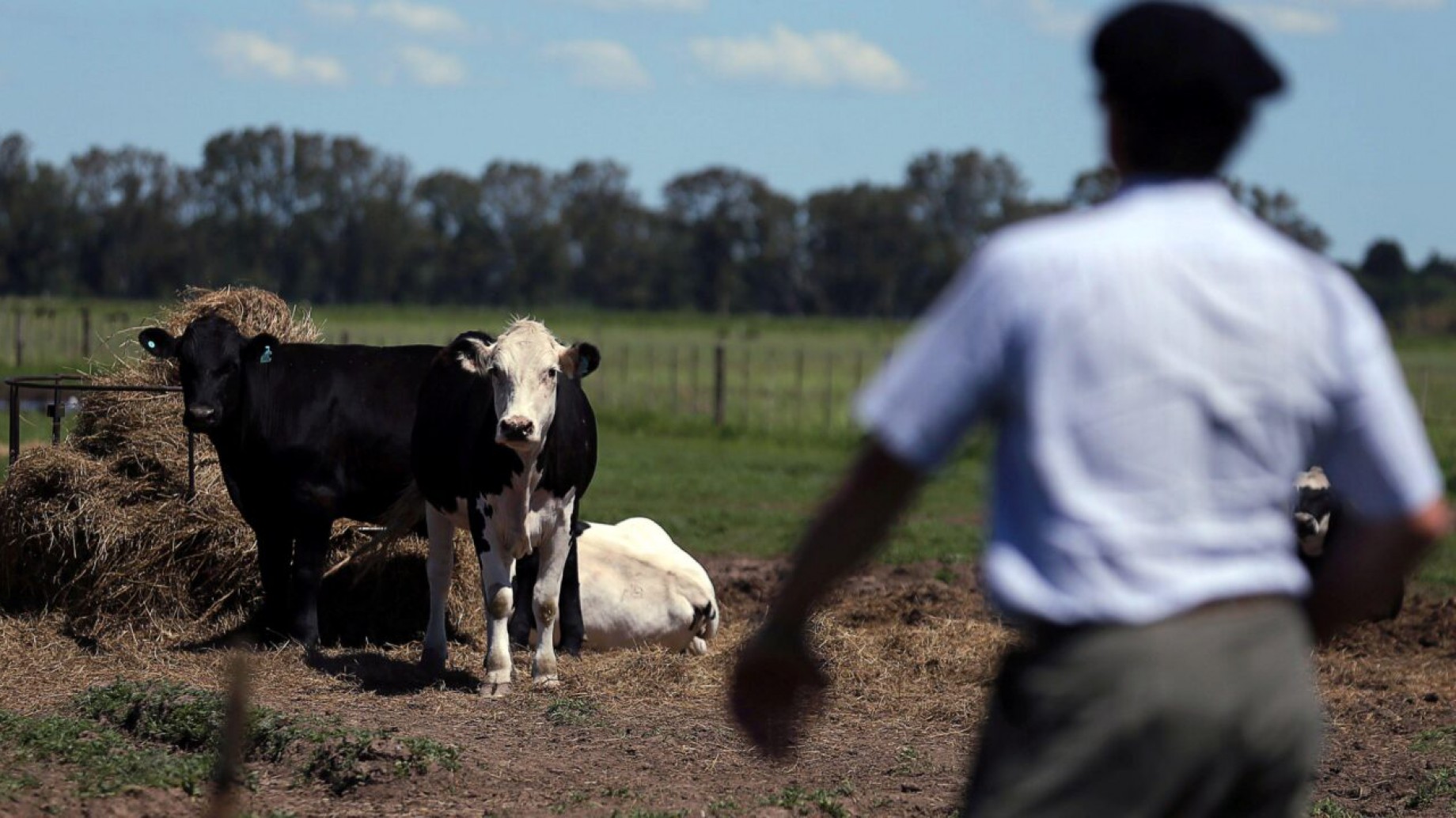 ¿Puede América del Sur reducir sus emisiones de metano en ganadería?