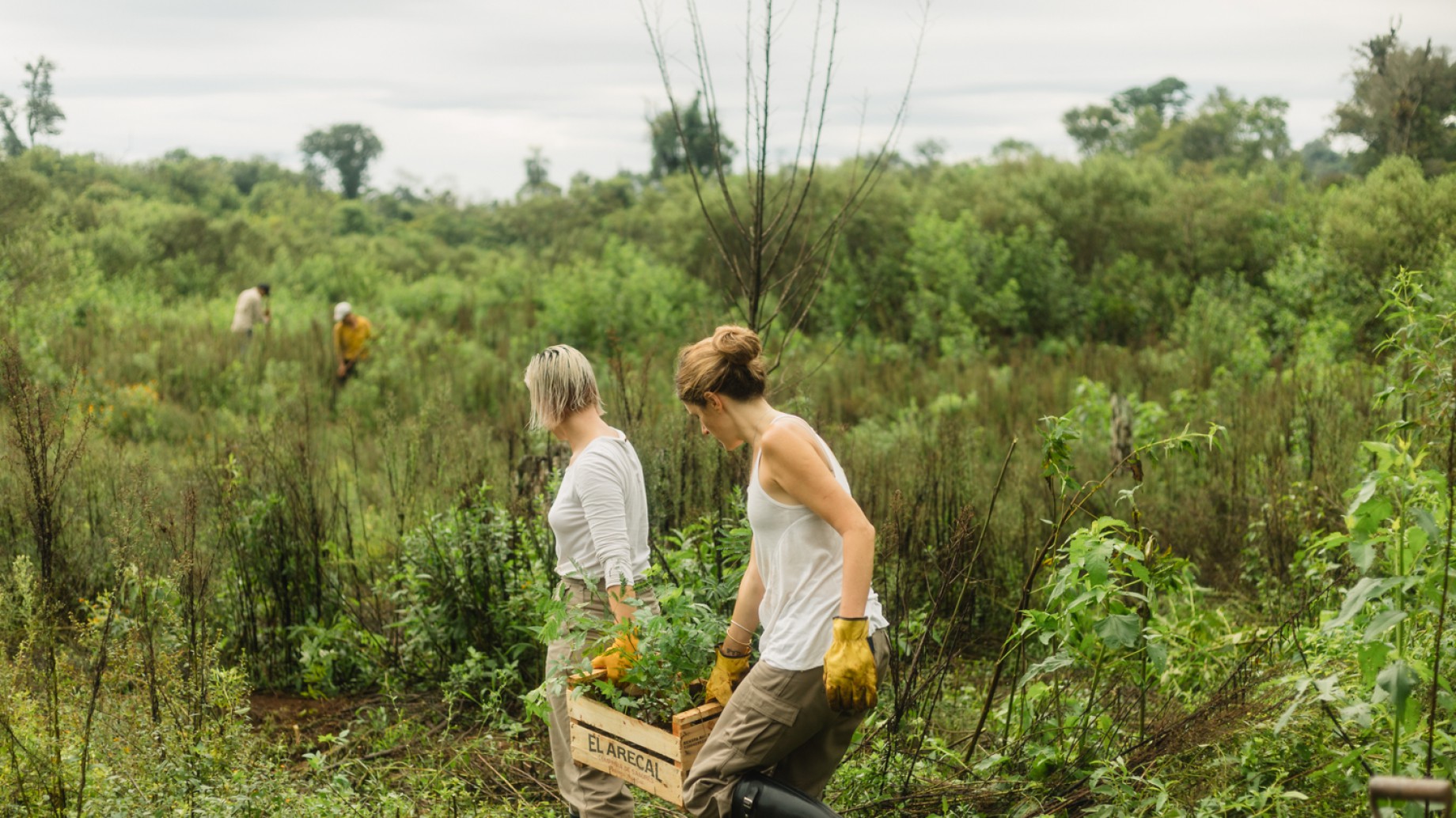 #PlantamosConciencia: la campaña que busca restaurar la Selva Atlántica en Misiones