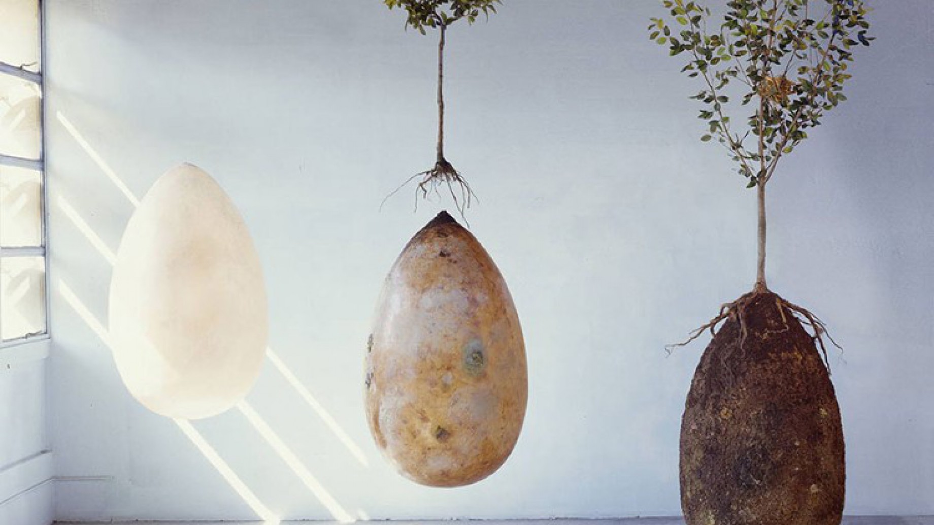 Vida después de la muerte: ¿cómo son los entierros ecológicos?