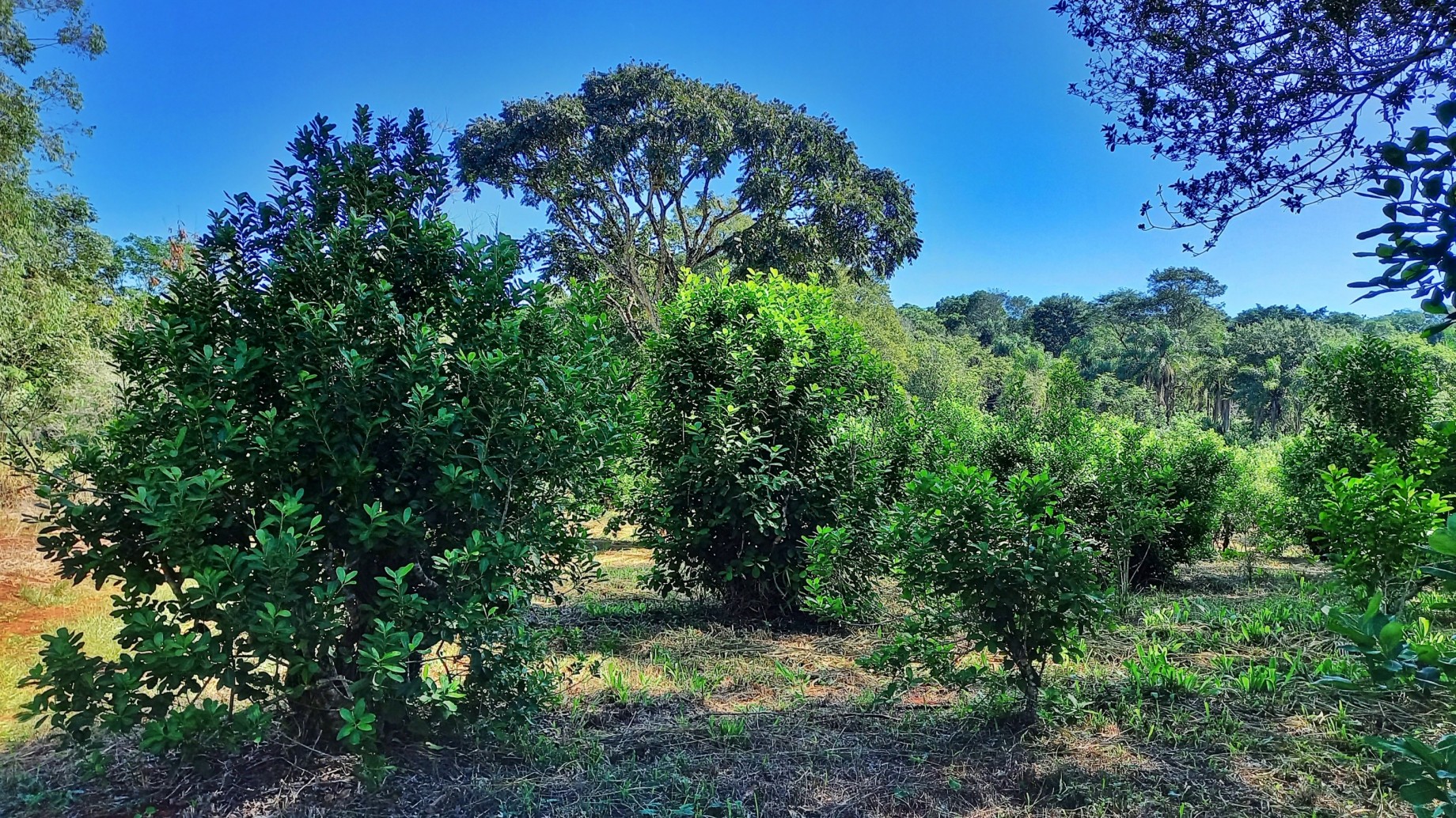 Yerba Mate CAÁ, un modelo que apuesta a conservar la selva junto al sector yerbatero