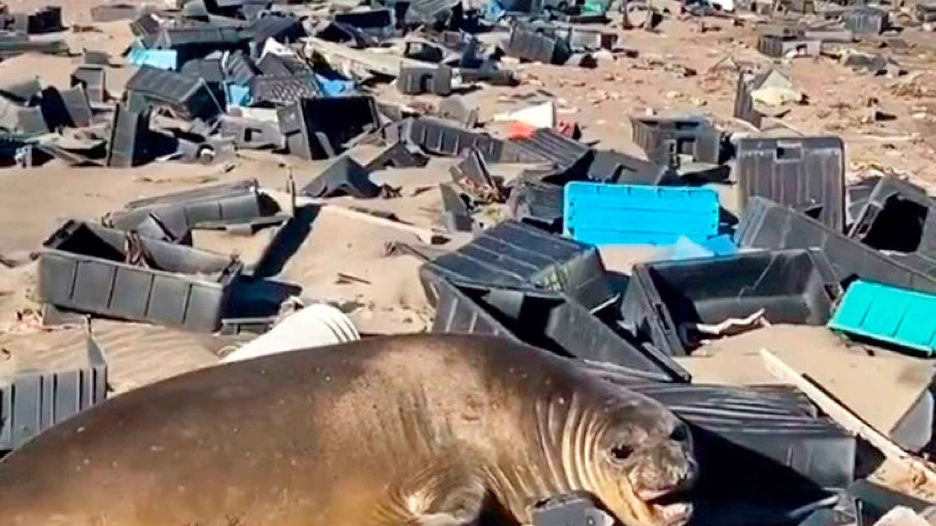Península Valdés: la avidez de las pesqueras por el langostino convierte las playas en un basurero