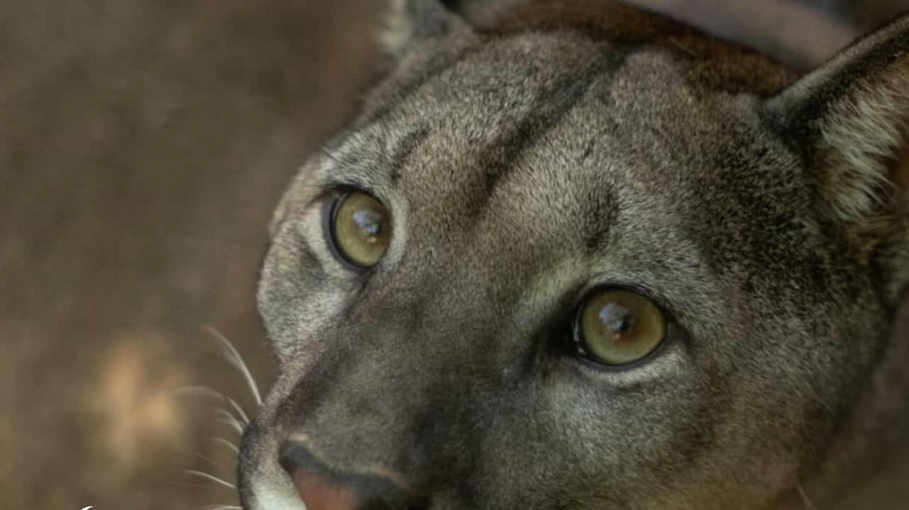 Buscan refugio y alimento: cómo es la migración obligada de las especies afectadas por los incendios del litoral