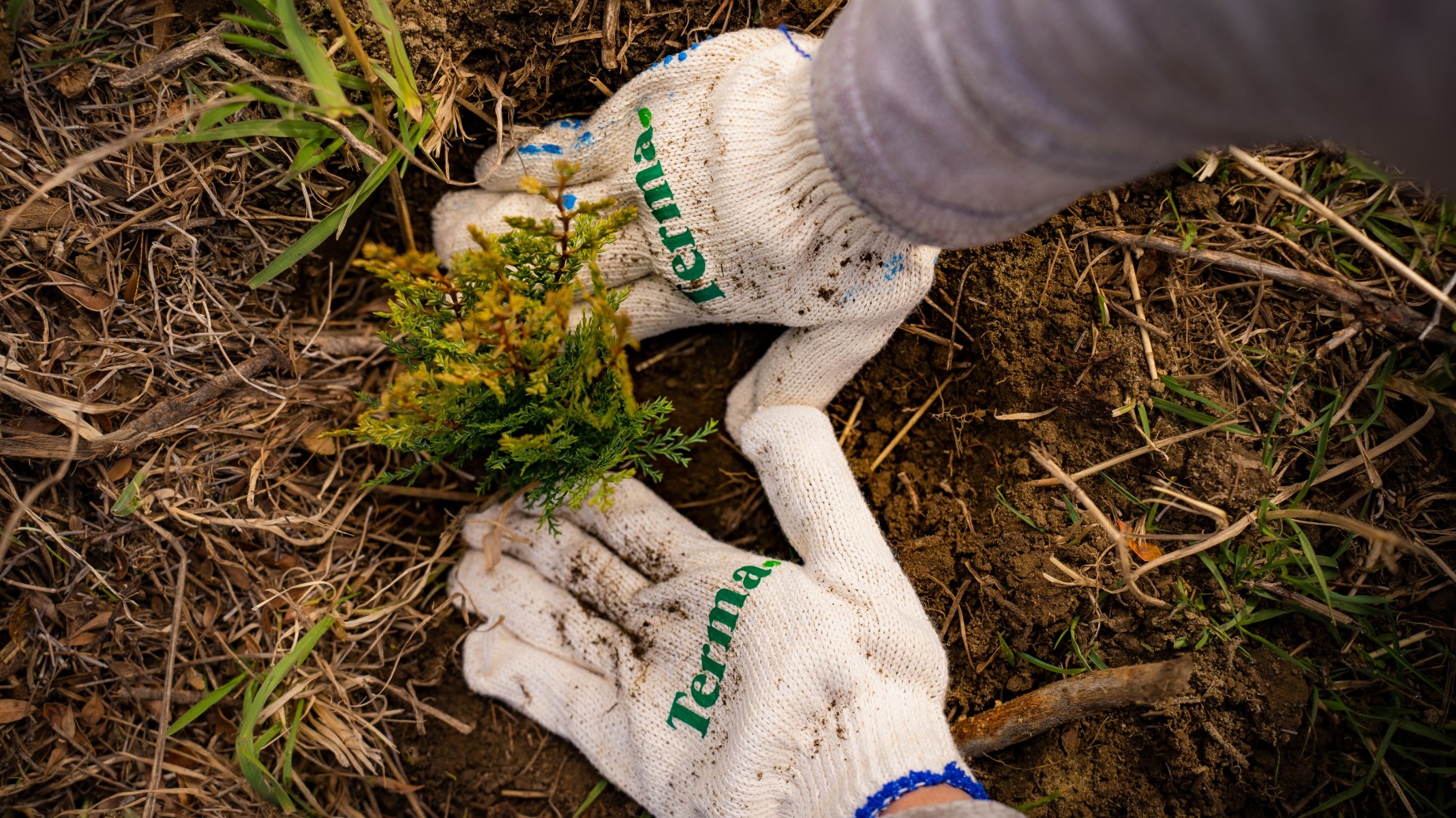 Terma y ReforestArg se aliaron para restaurar bosques nativos