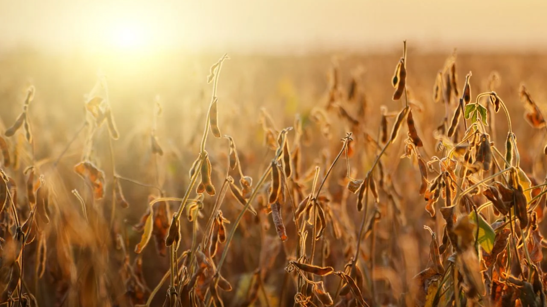 ¿Qué pasó con la "Pampa húmeda"? Por tercer año consecutivo el campo sufre la sequía en Argentina