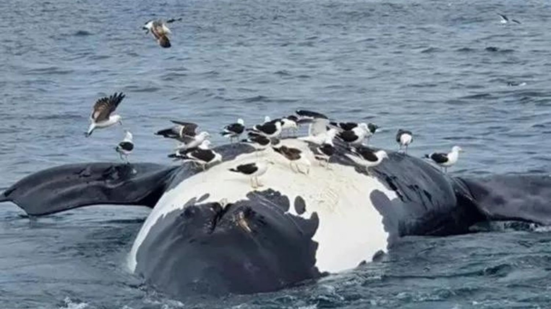 Alarma en Chubut: aparecieron muertos varios ejemplares de ballena franca austral ¿marea roja?