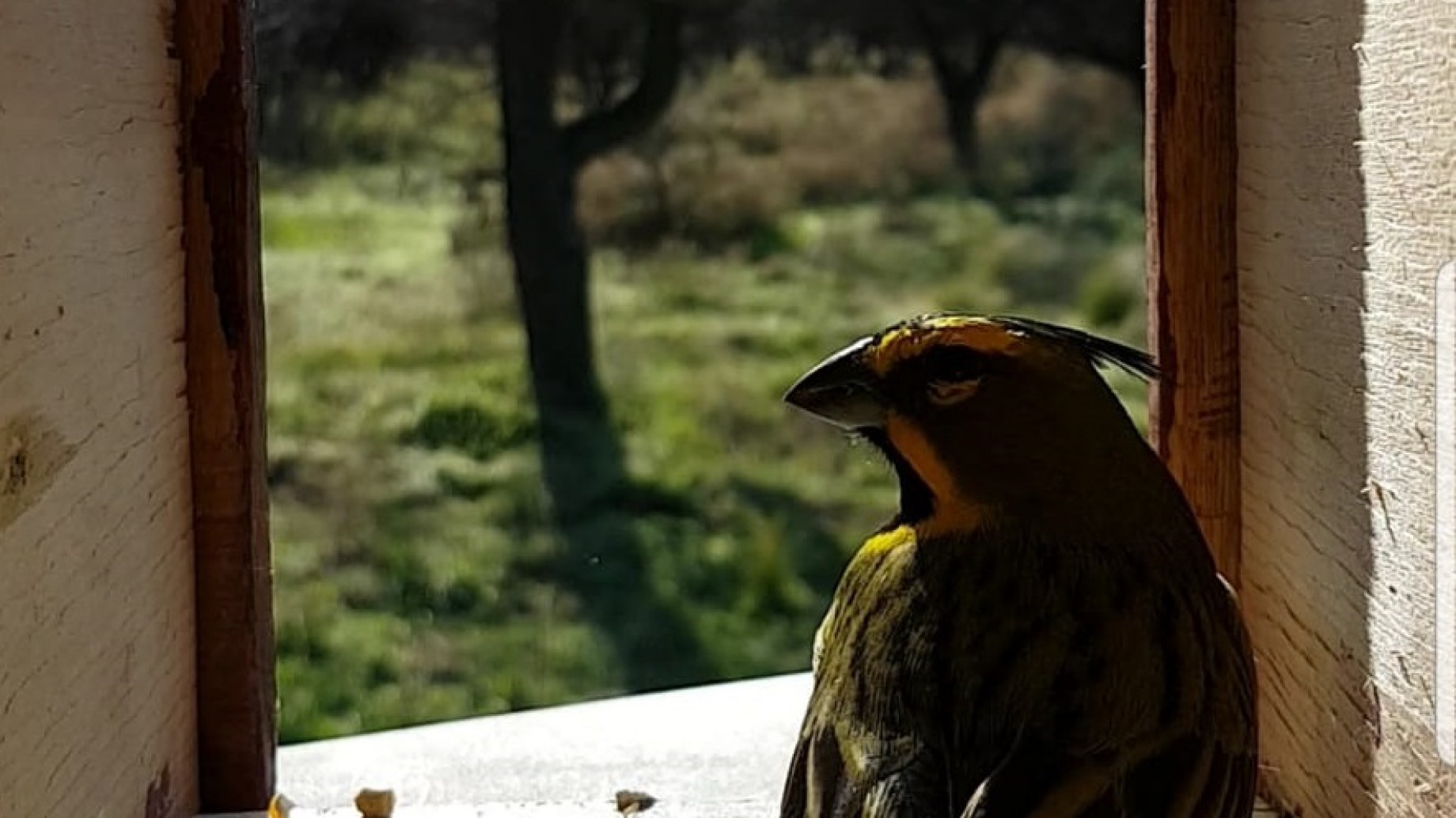 Ya son 92 cardenales amarillos los que volvieron a volar en libertad en Buenos Aires