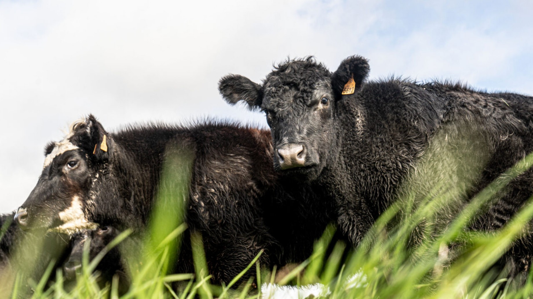 El camino de Uruguay para ser pionero en carne carbono neutral