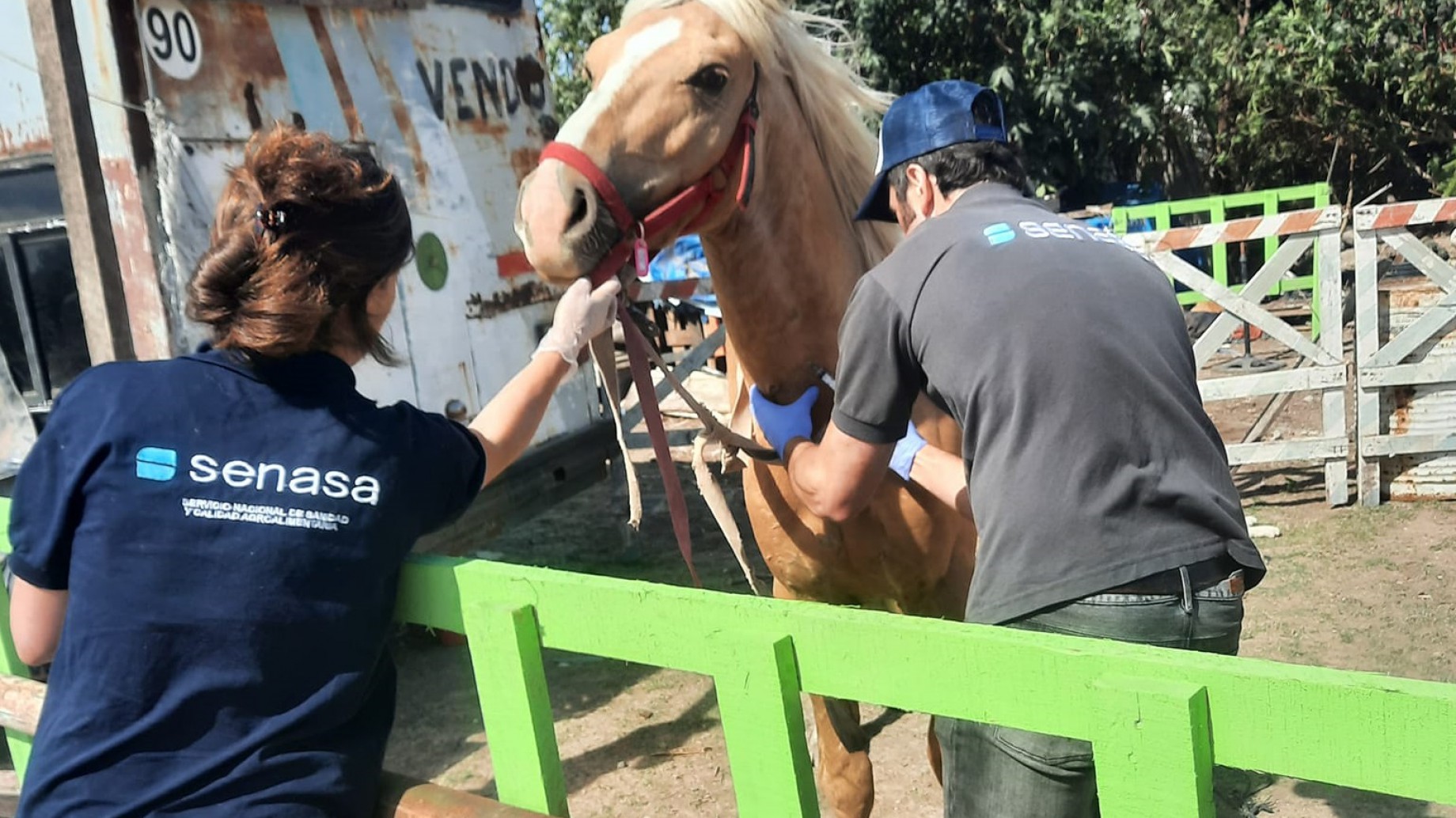 Campo del horror en Avellaneda: los 80 perros y caballos, rescatados del hacinamiento en un basural, se están rehabilitando y la Justicia sigue buscando a los responsables